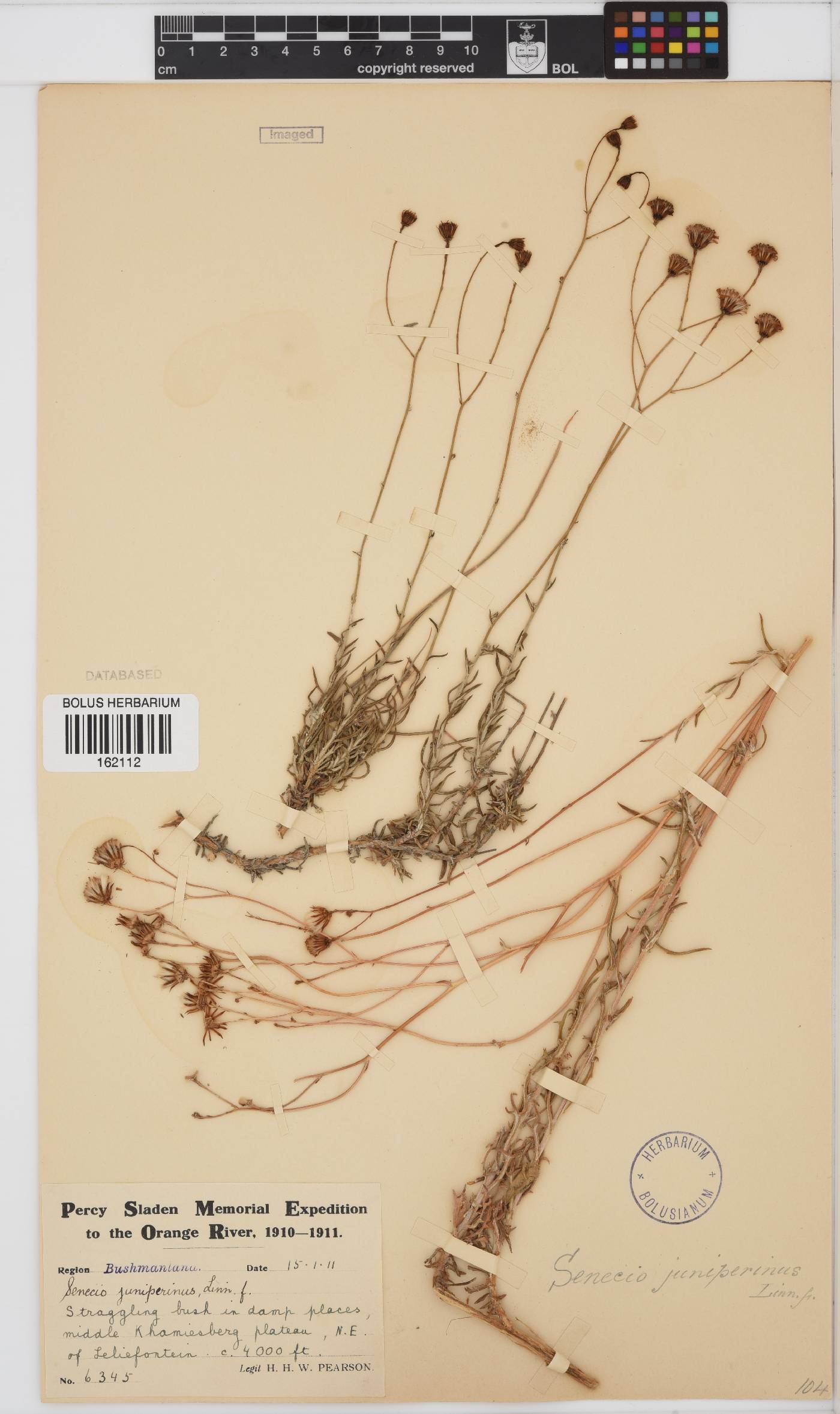 Senecio juniperinus image