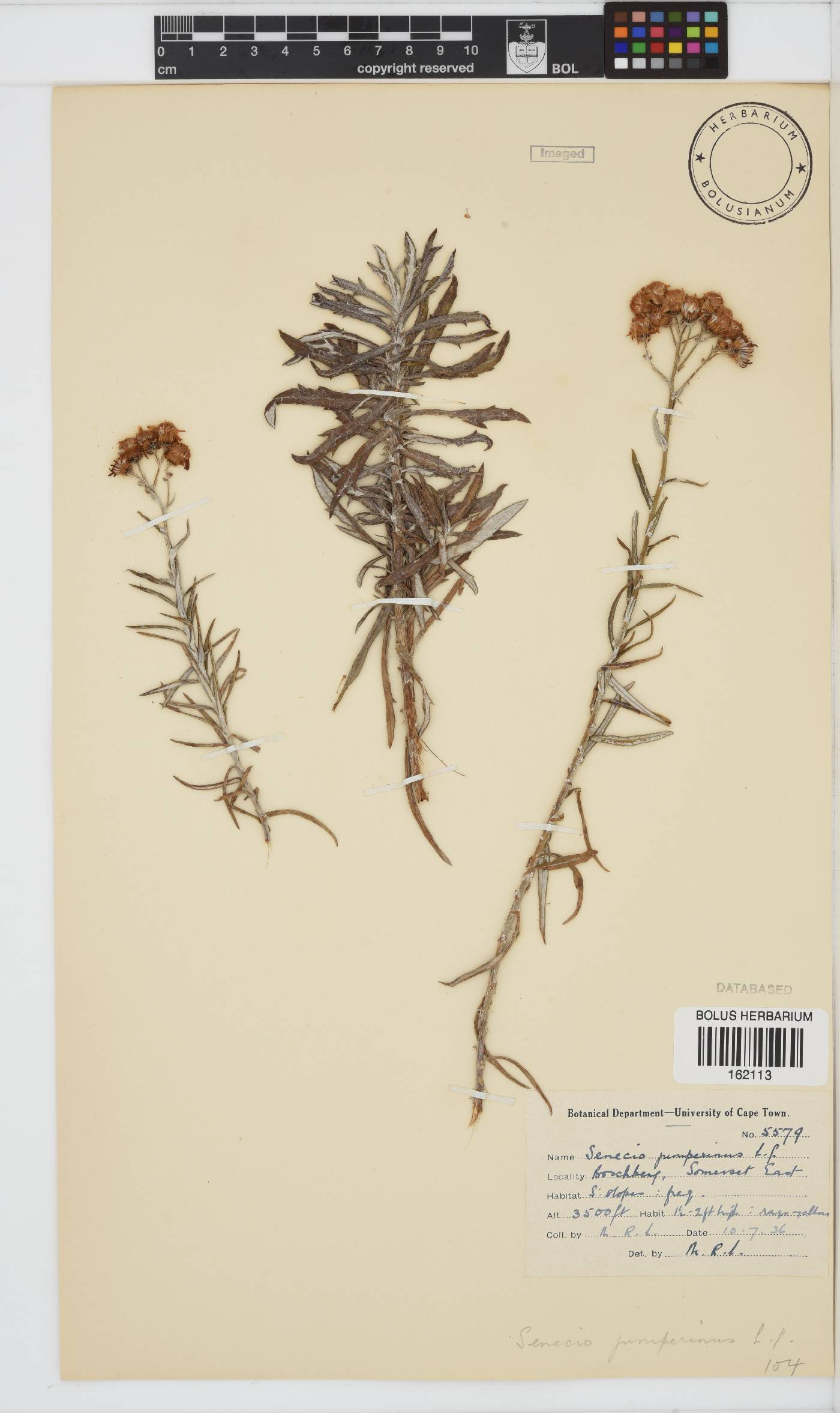Senecio juniperinus image