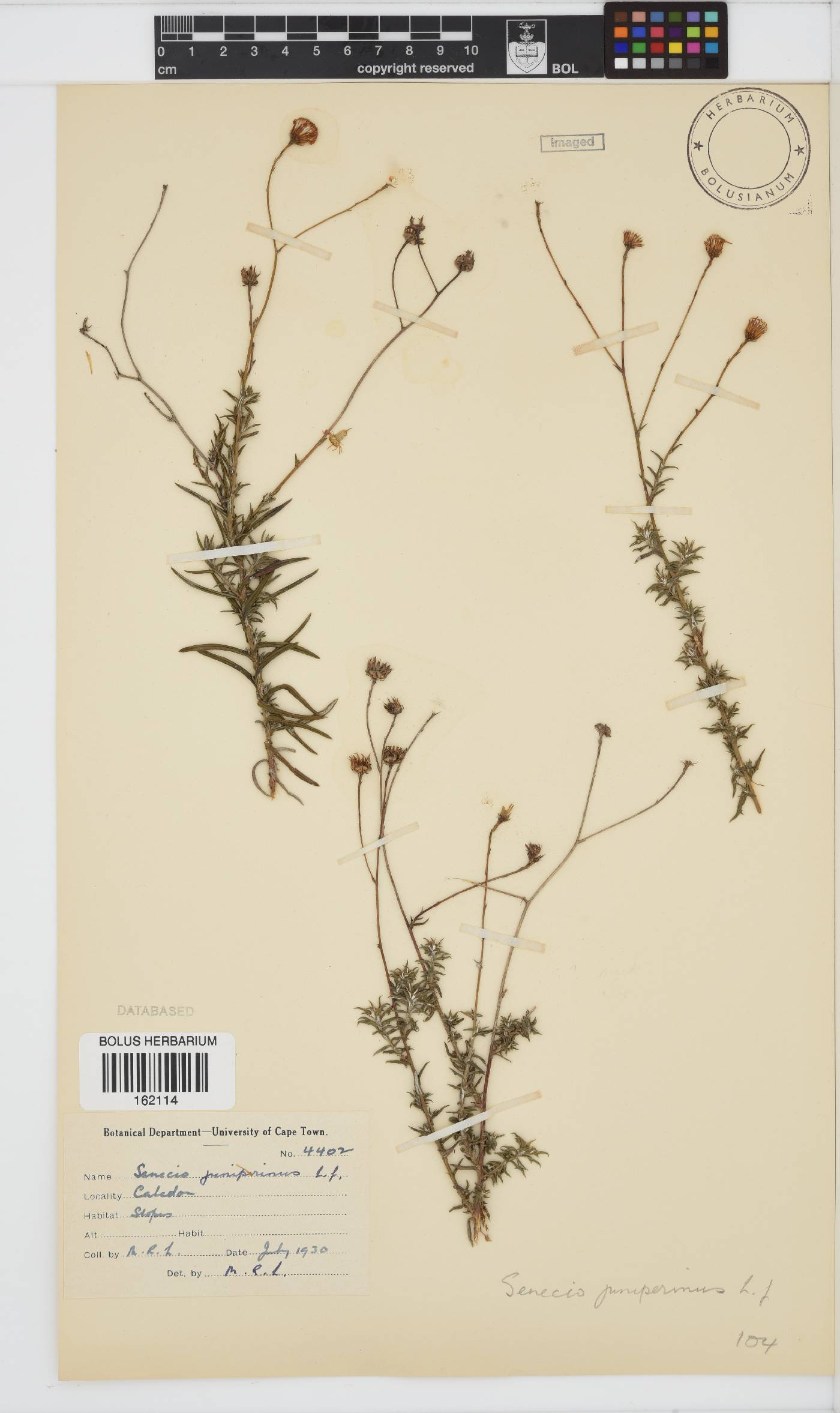 Senecio juniperinus image