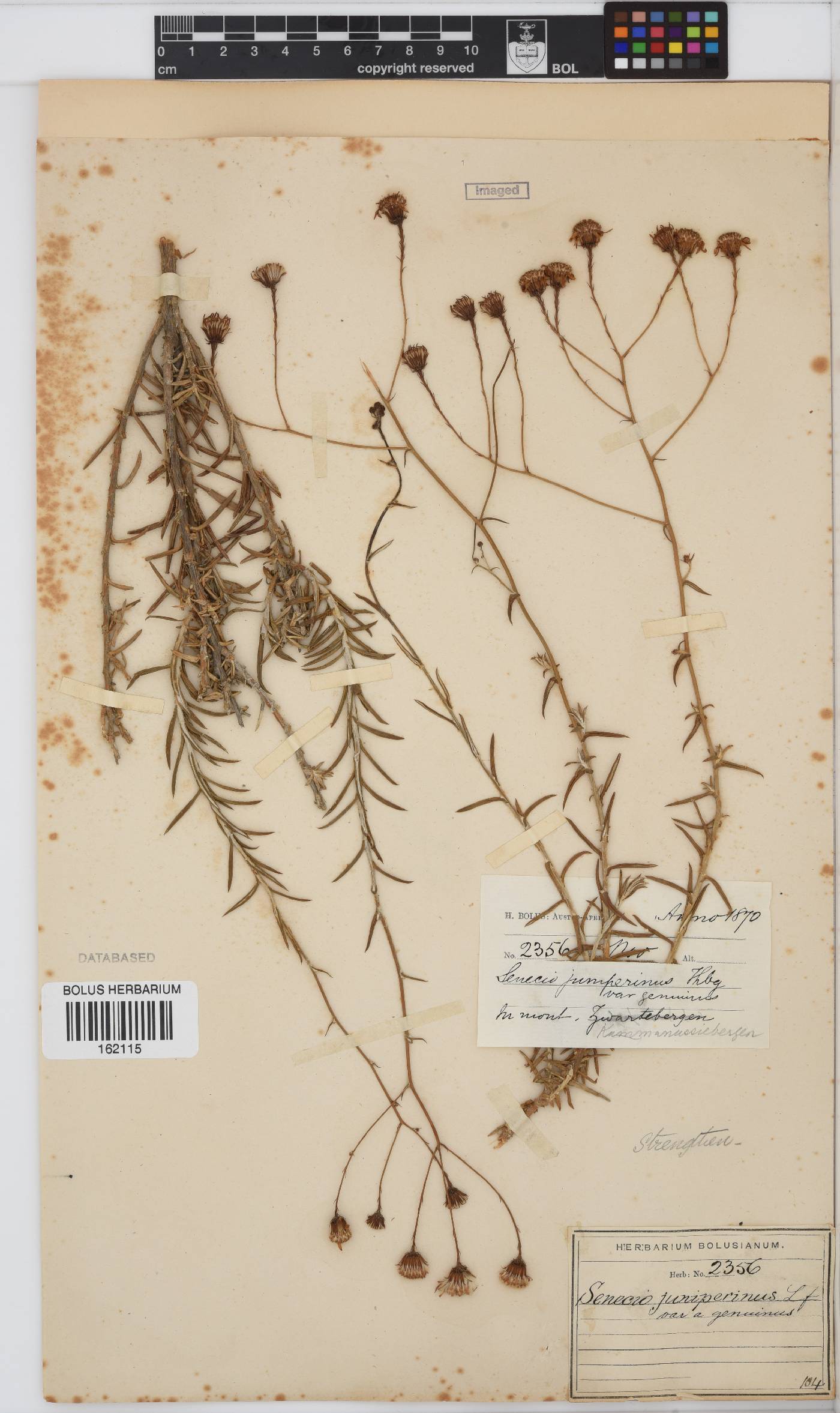 Senecio juniperinus image