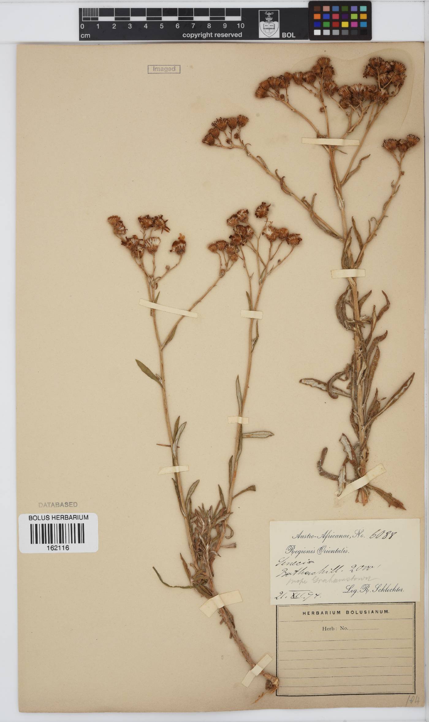 Senecio juniperinus image
