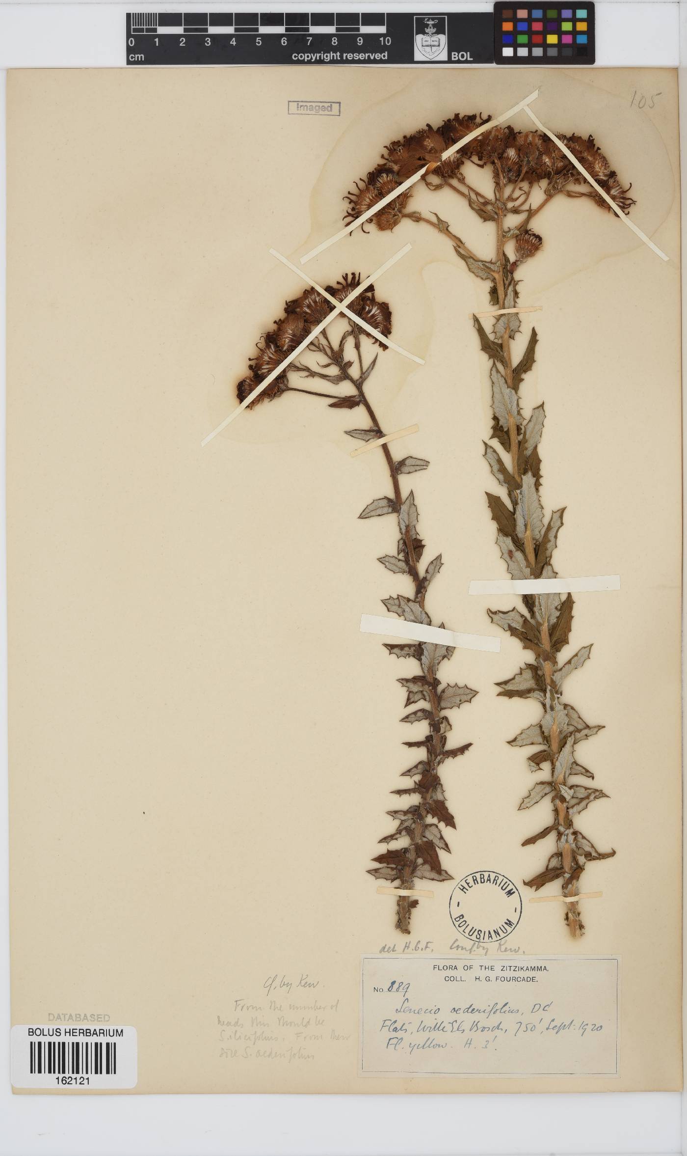 Senecio oederiifolius image