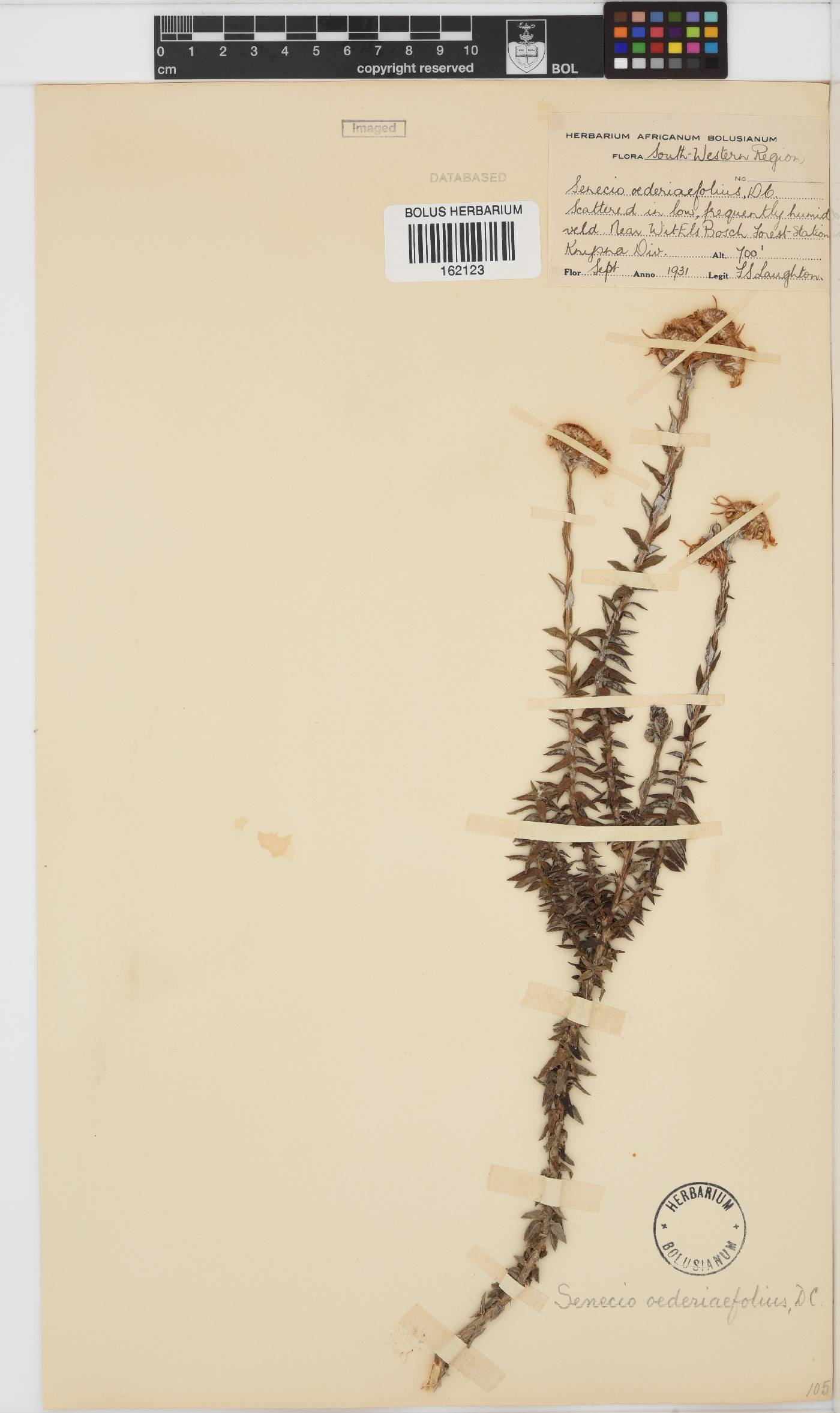 Senecio oederiifolius image