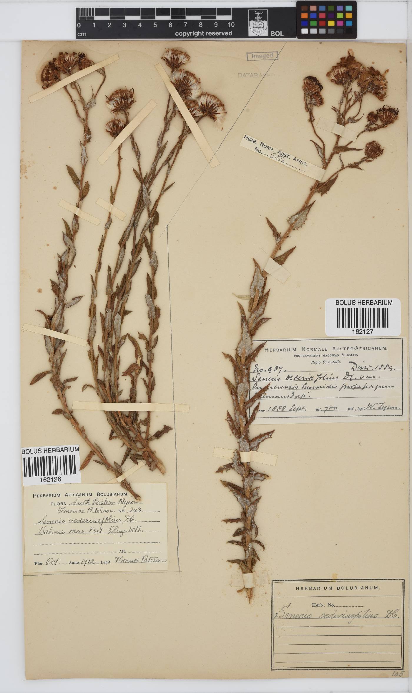 Senecio oederiifolius image