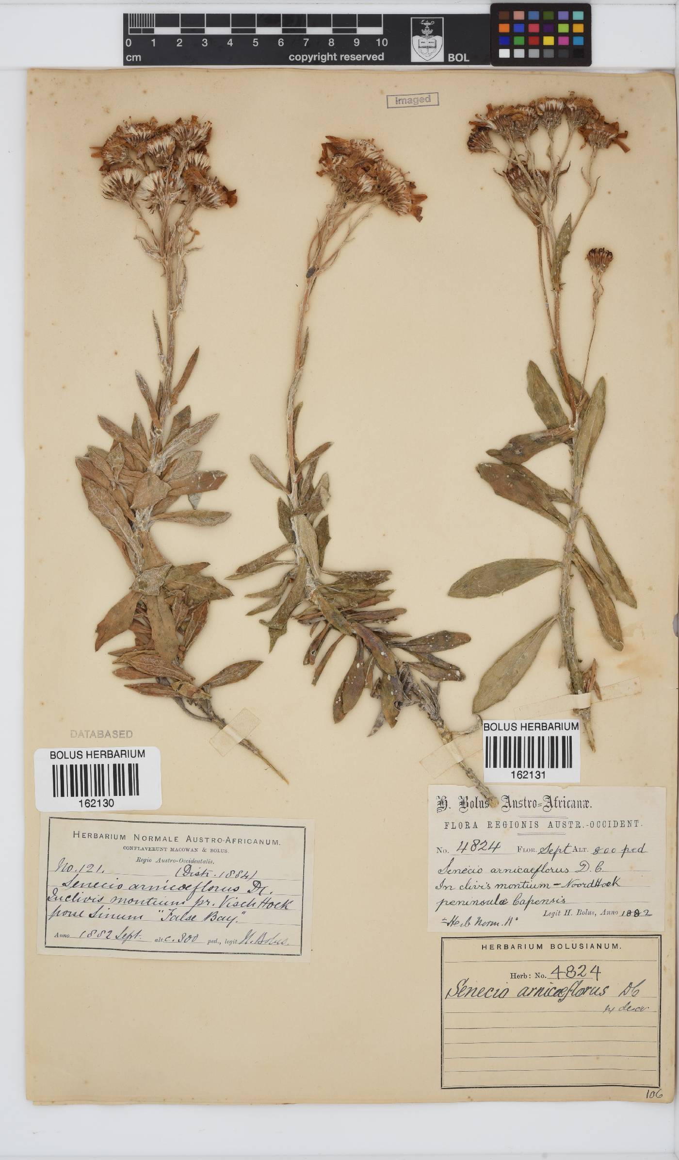 Senecio arniciflorus image
