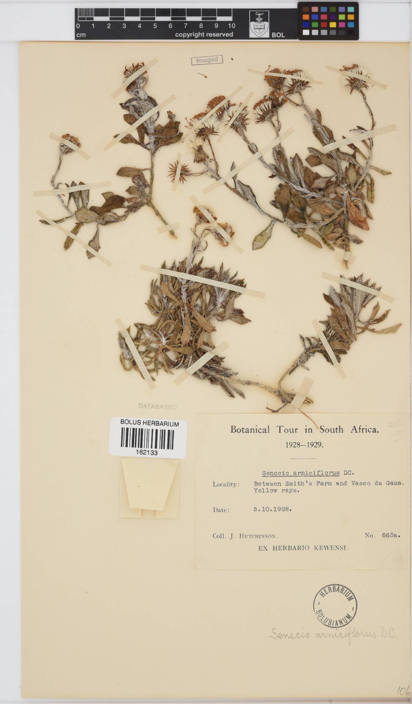 Senecio arniciflorus image