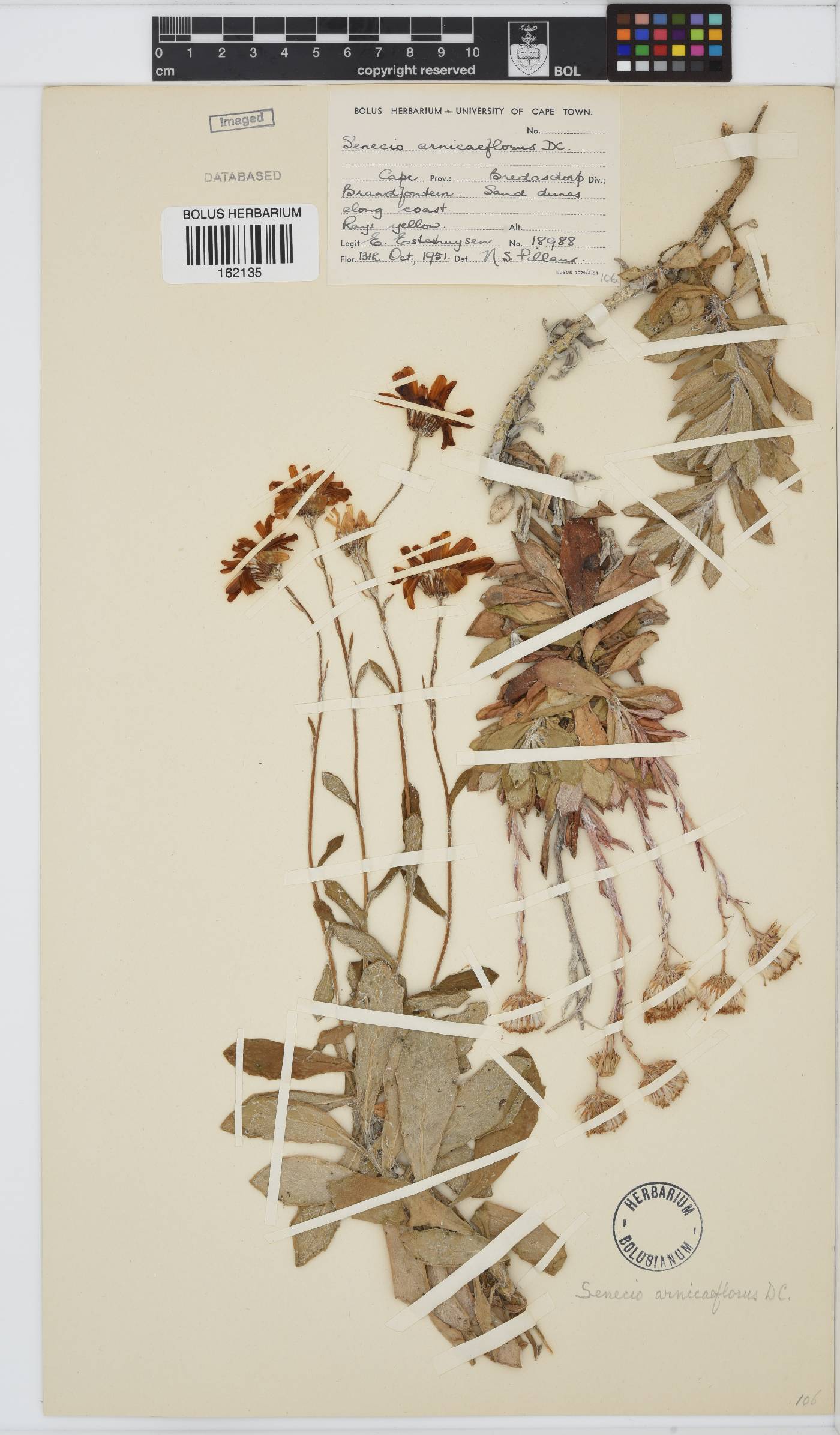 Senecio arniciflorus image