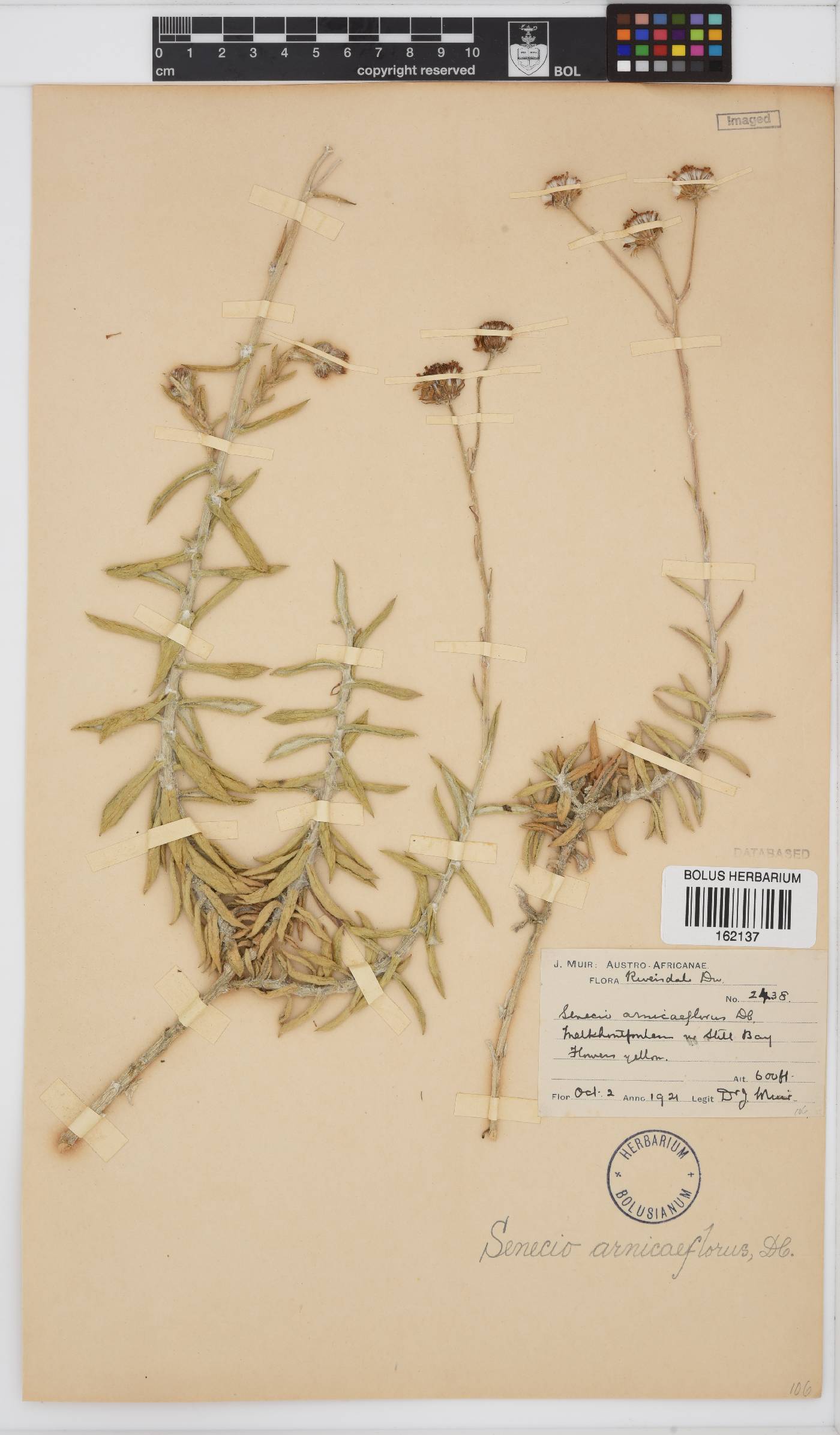 Senecio arniciflorus image