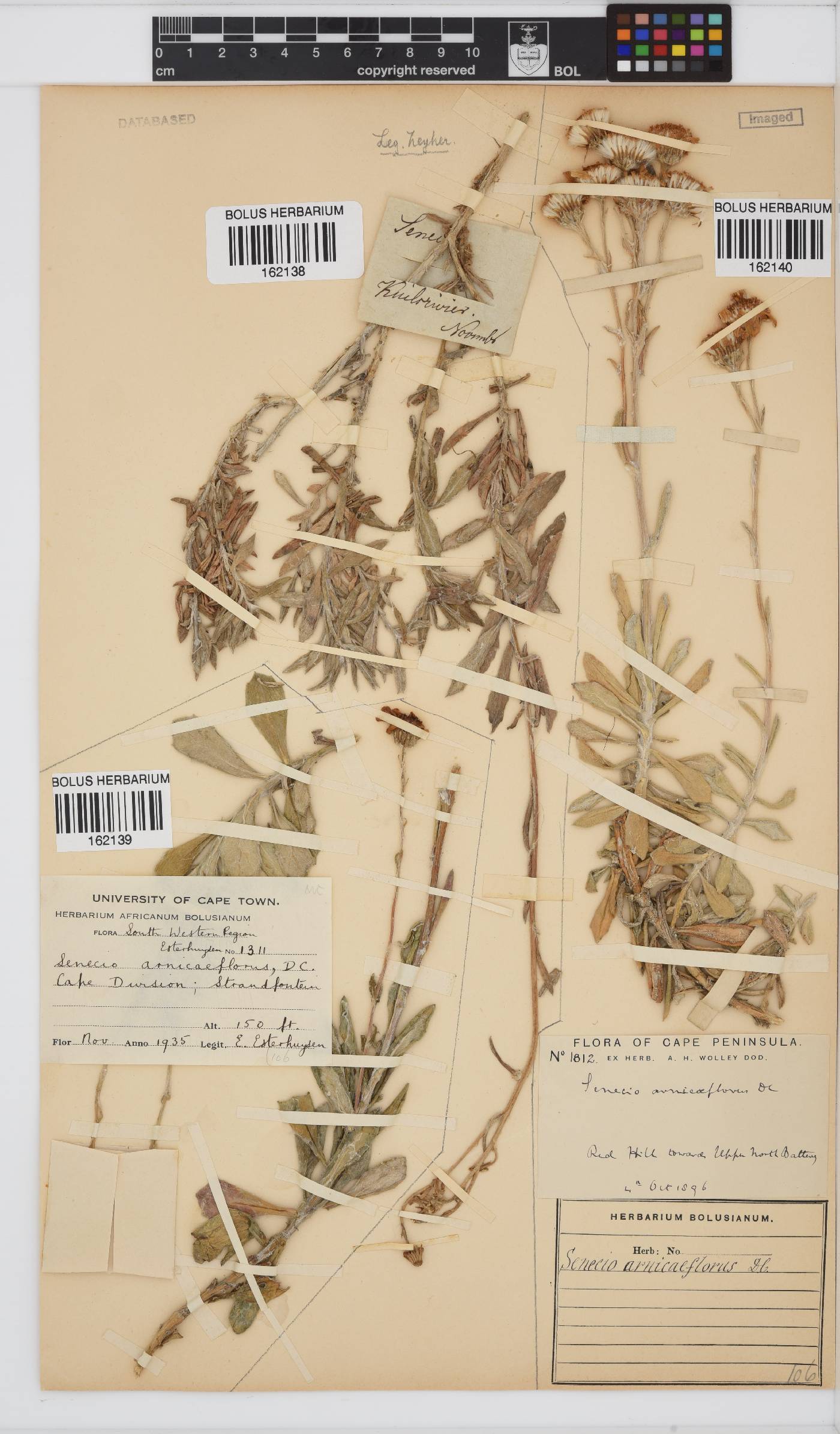 Senecio arniciflorus image