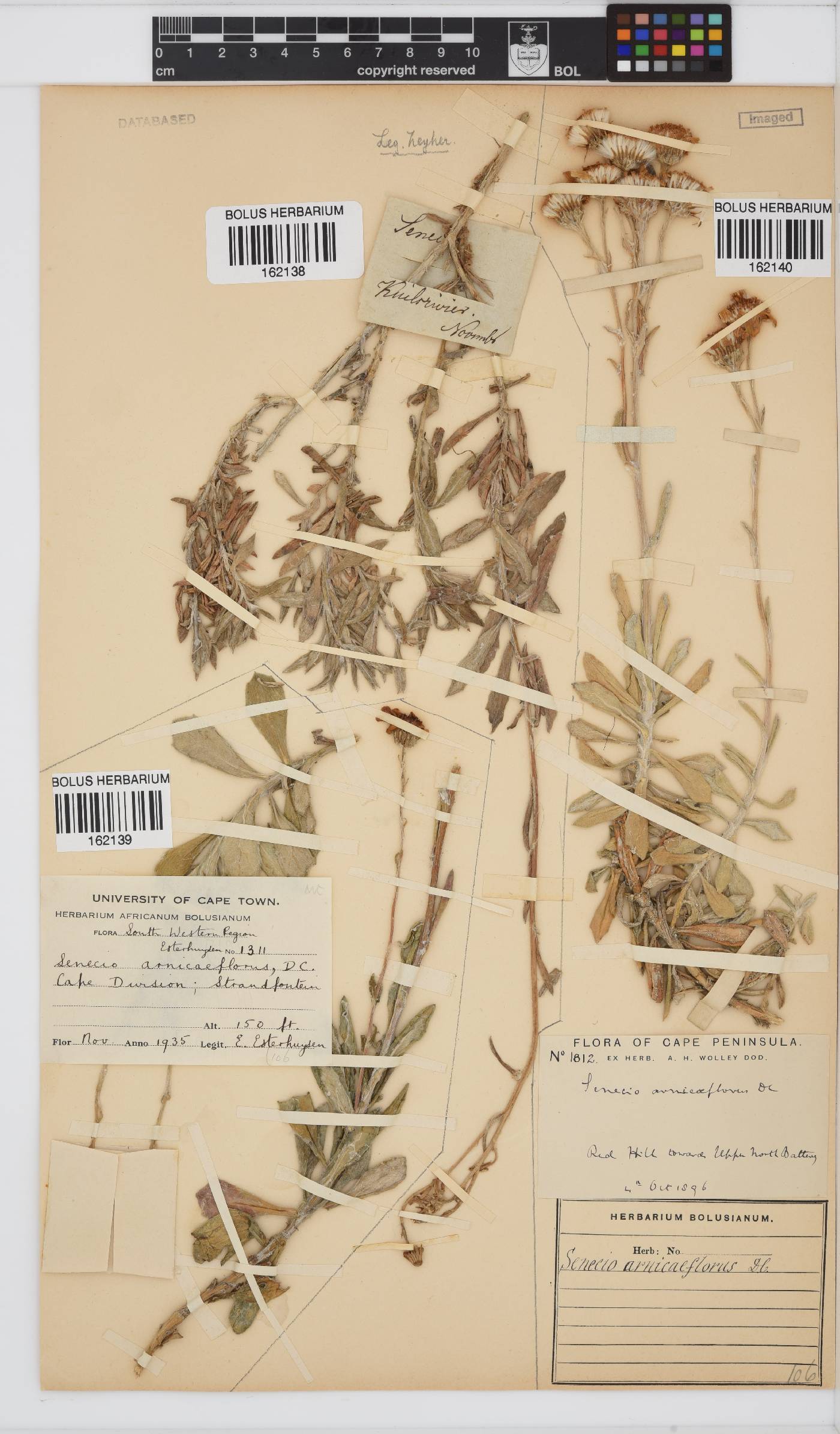 Senecio arniciflorus image
