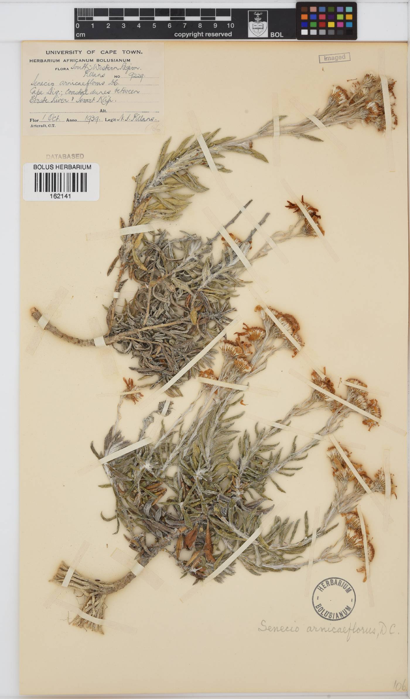 Senecio arniciflorus image