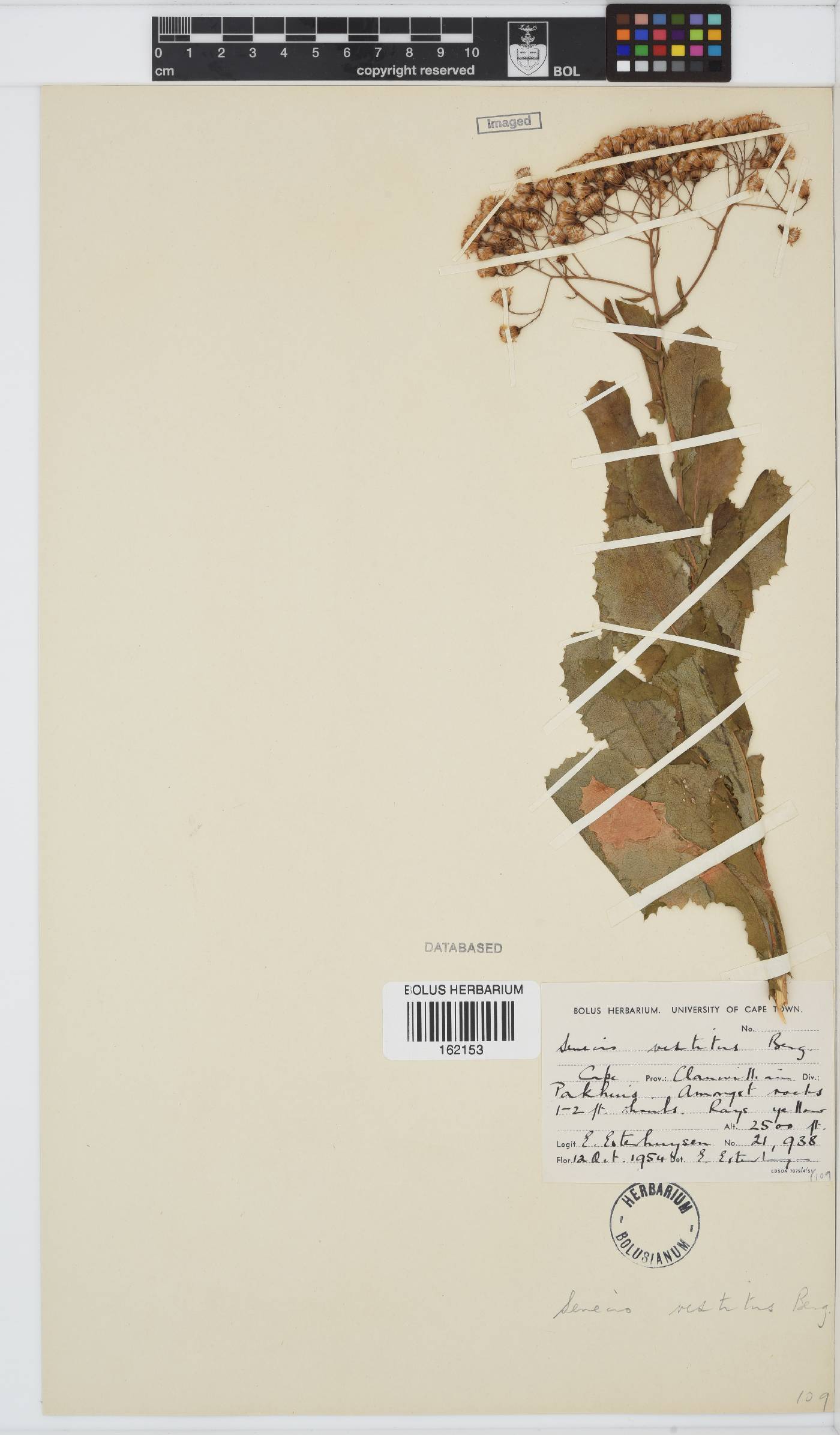 Senecio vestitus image