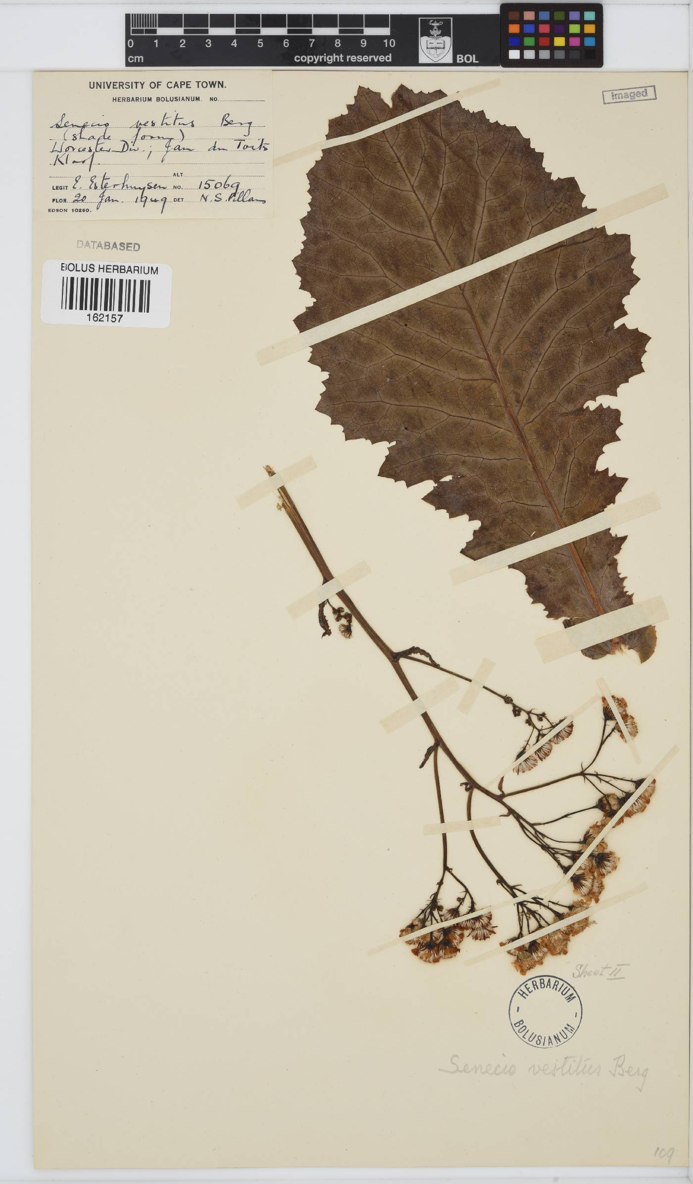 Senecio vestitus image
