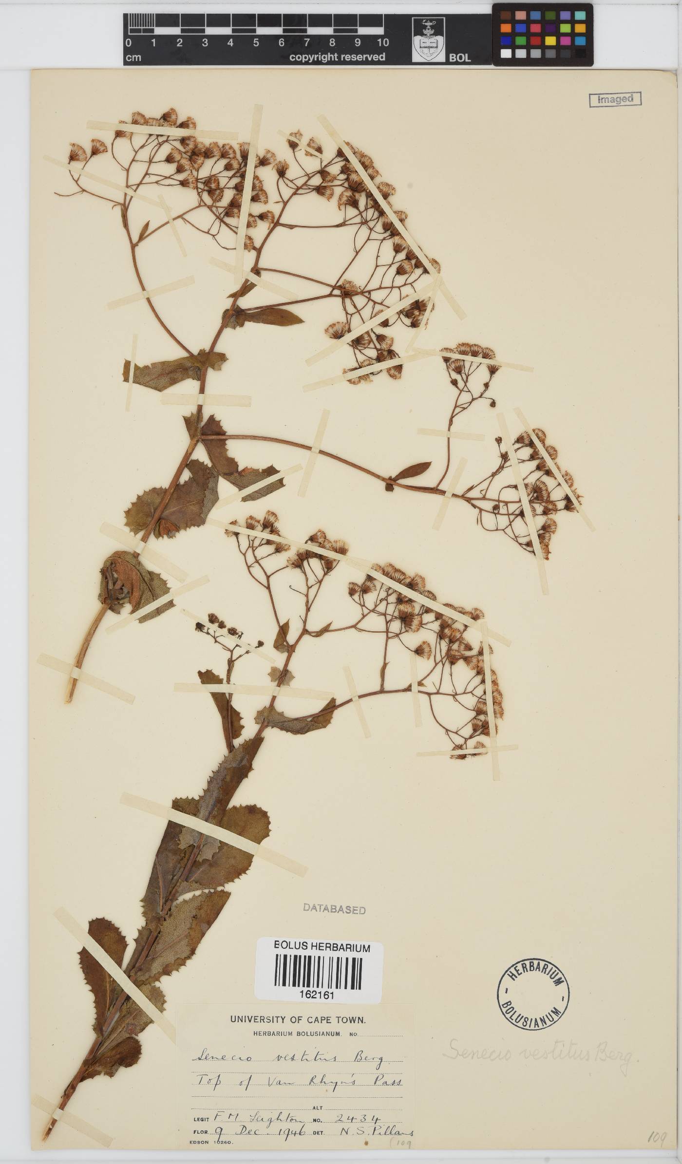 Senecio vestitus image