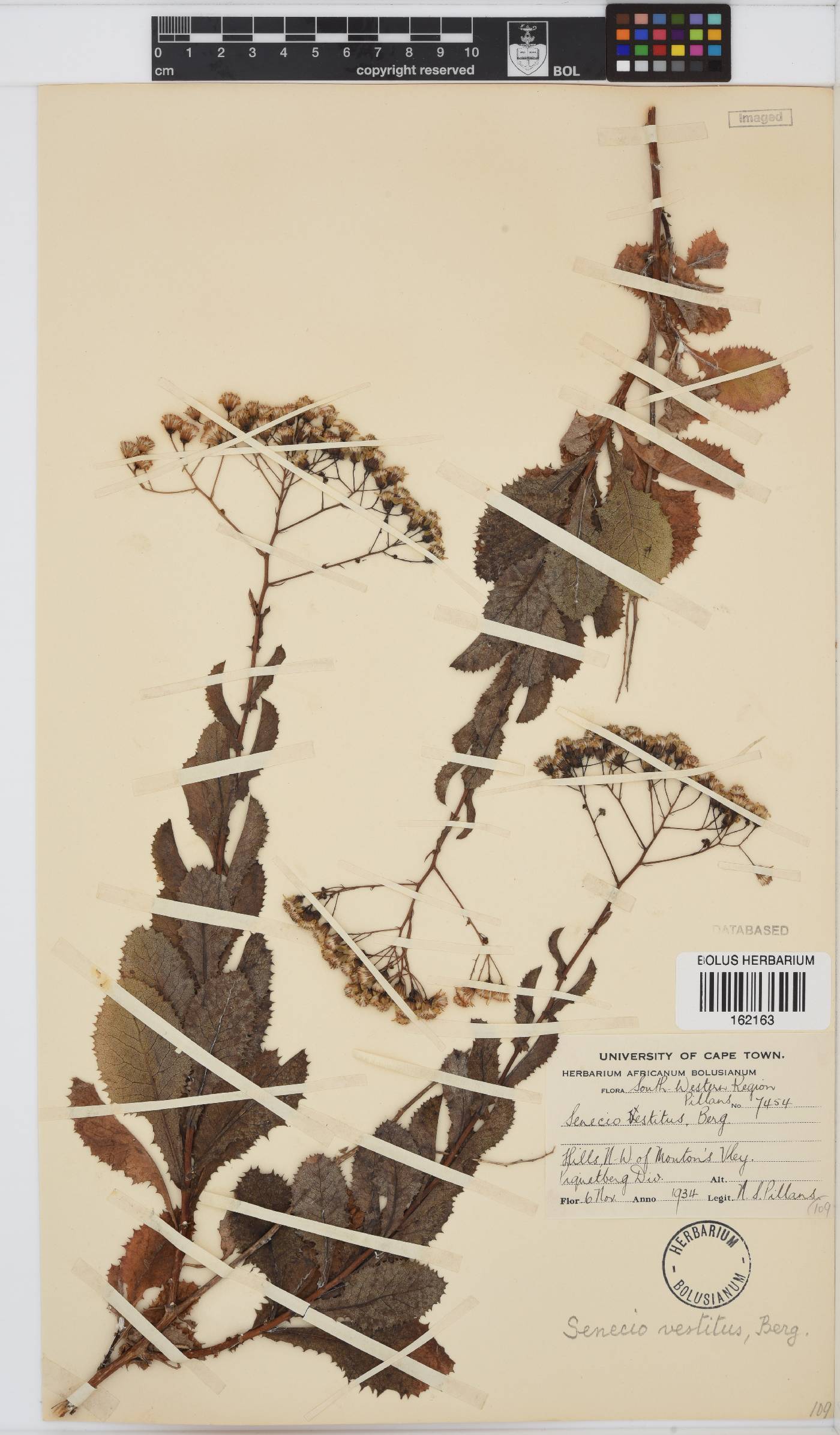 Senecio vestitus image