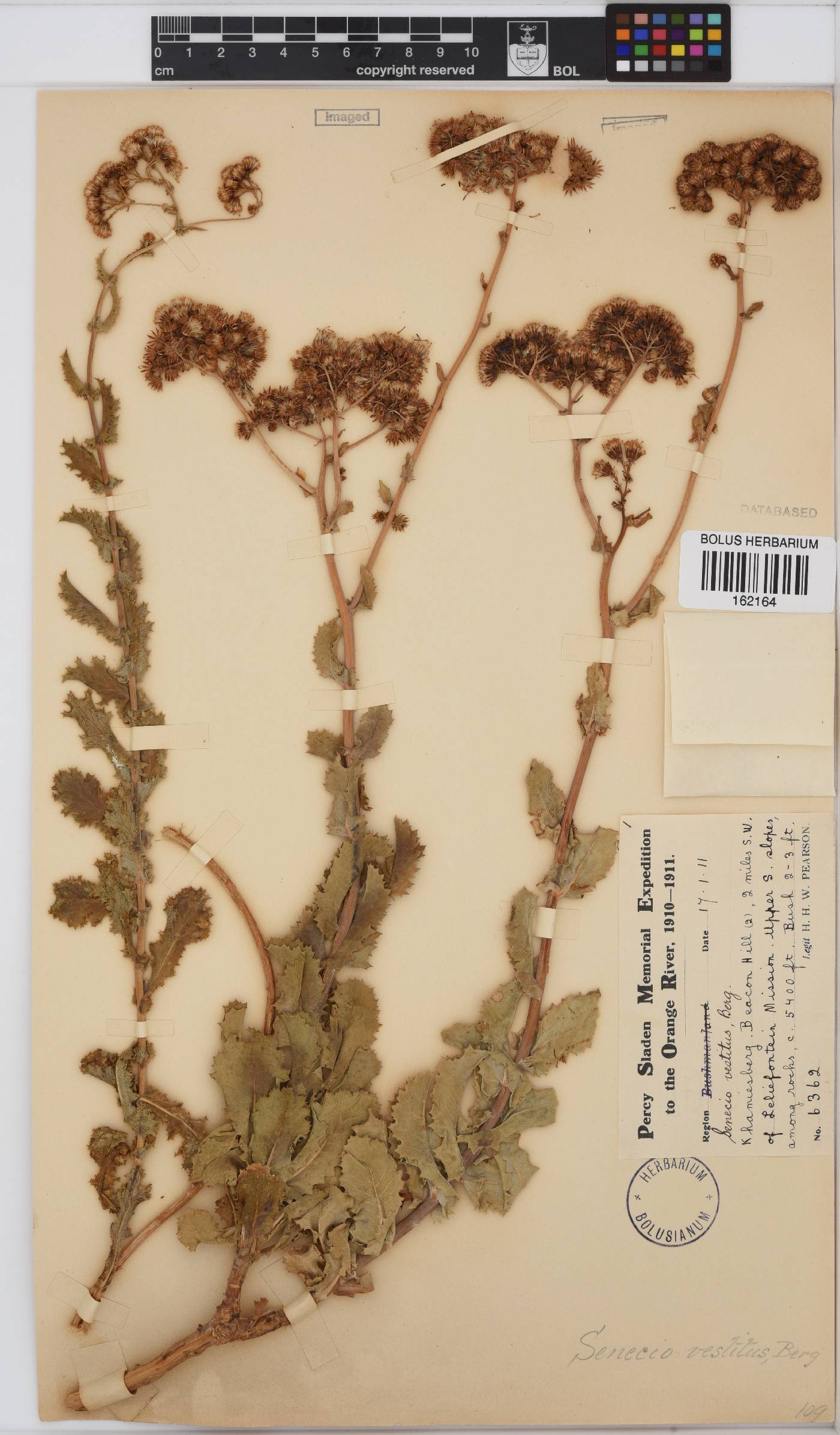 Senecio vestitus image