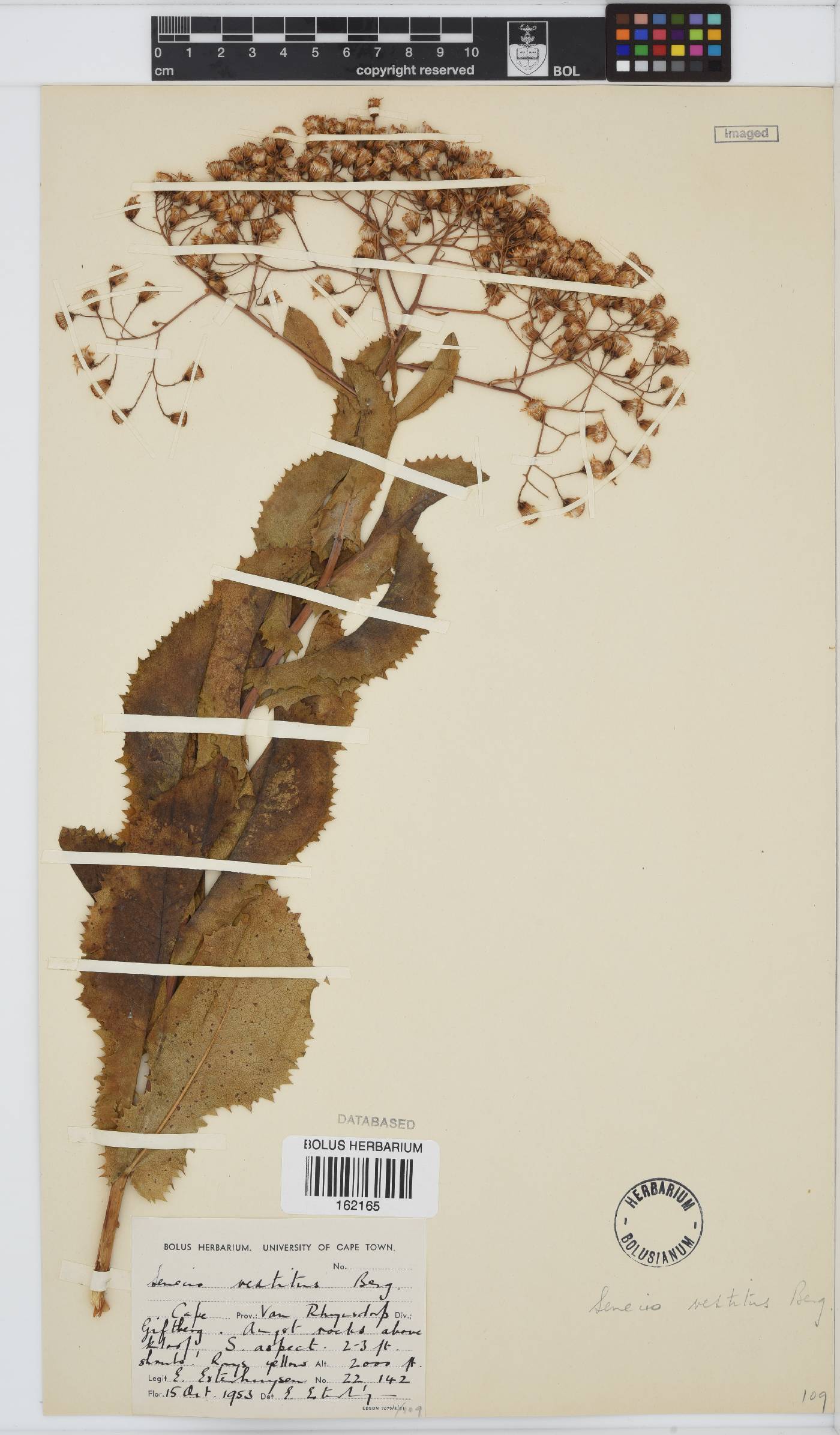 Senecio vestitus image