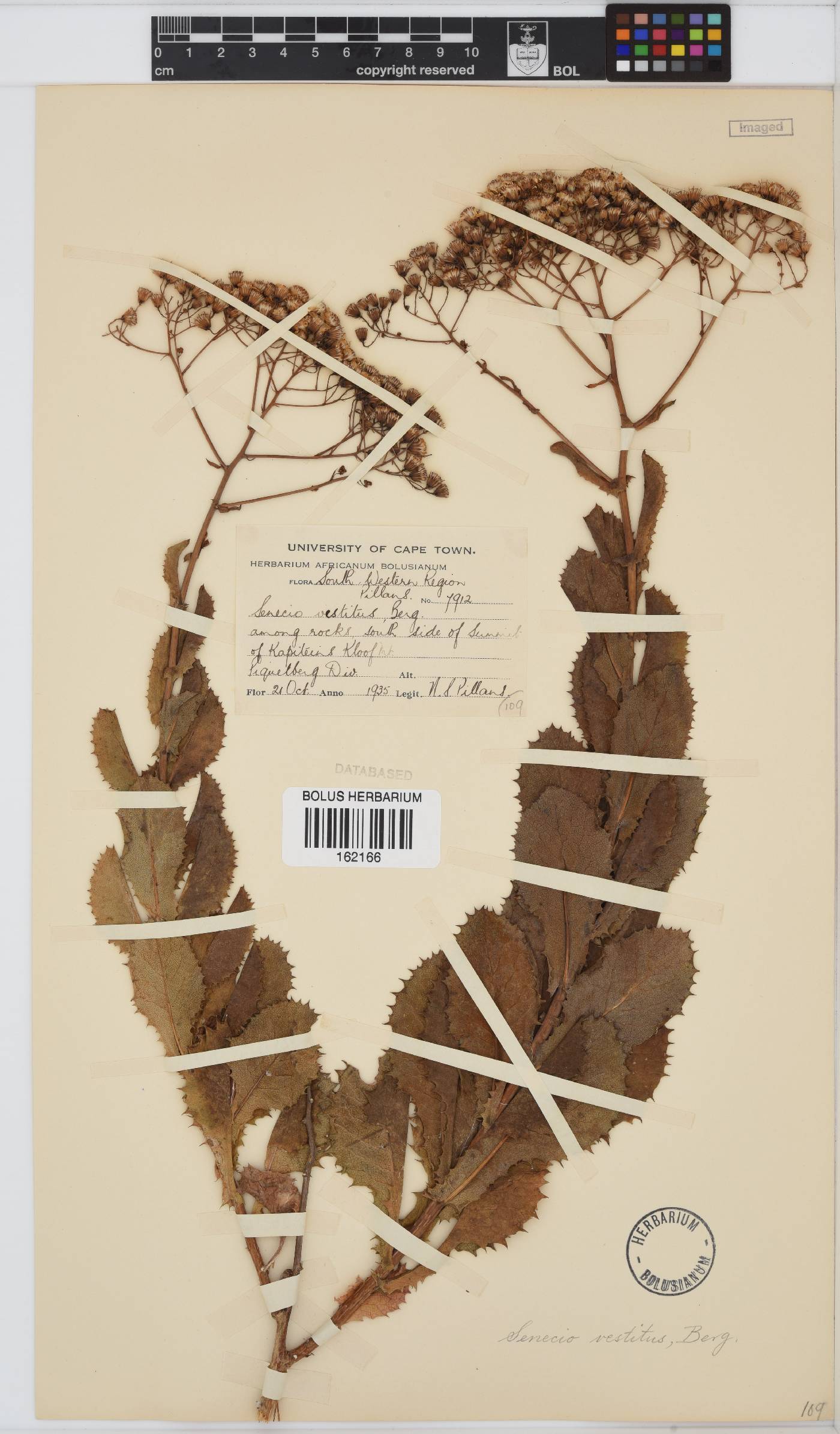 Senecio vestitus image