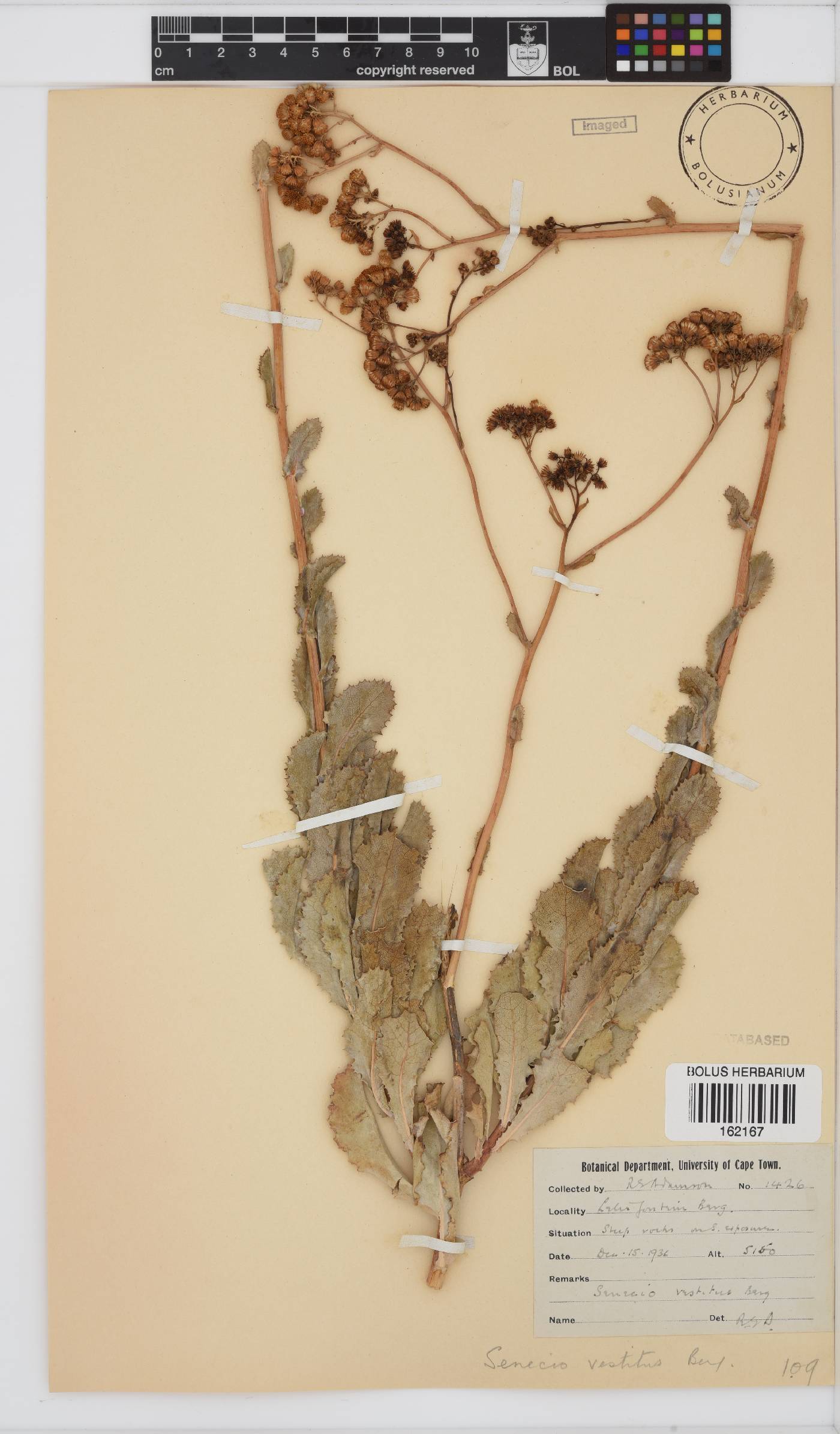 Senecio vestitus image