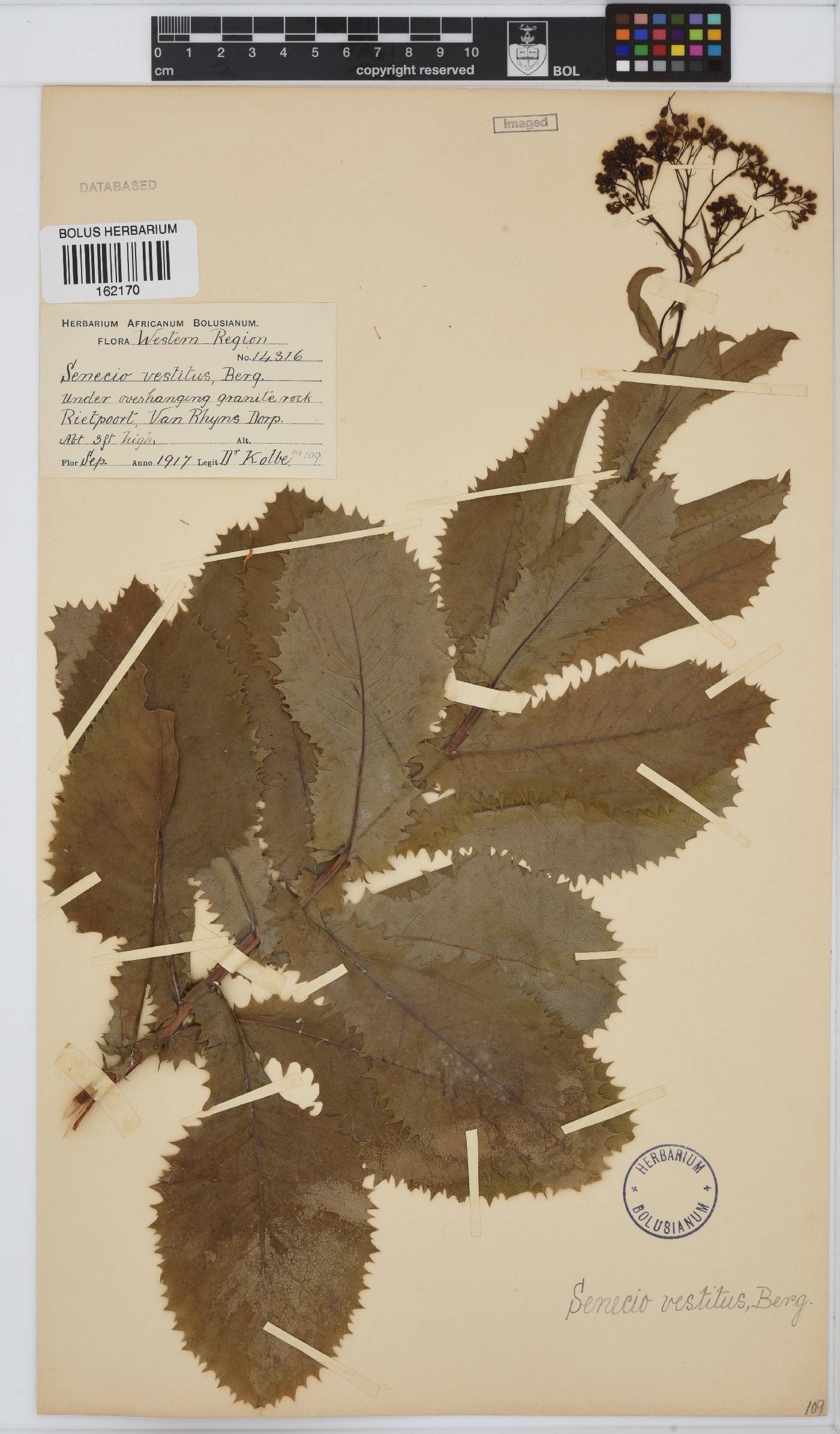 Senecio vestitus image