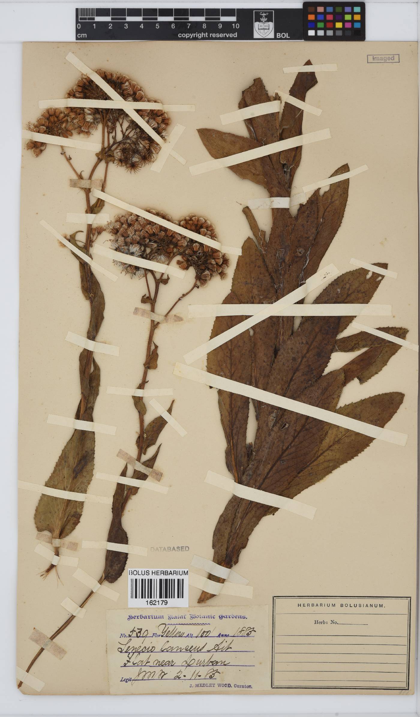 Senecio image