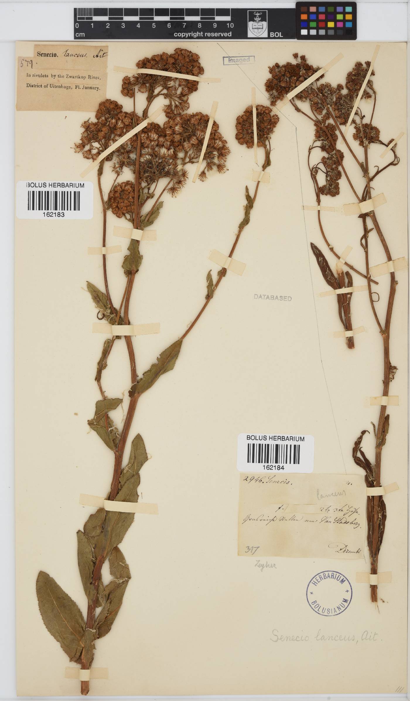 Senecio lanceus image