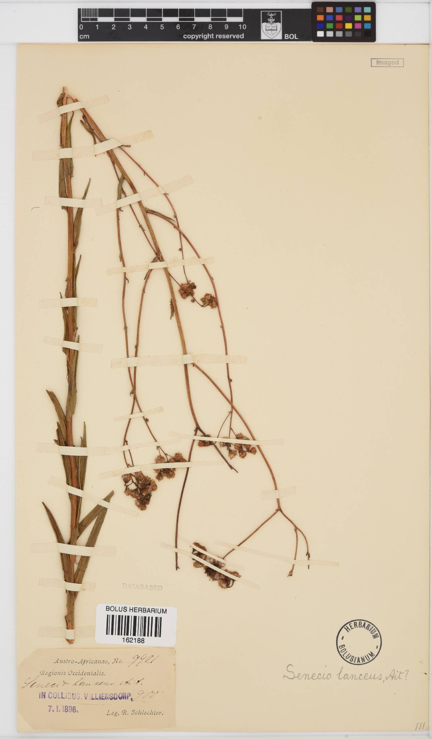 Senecio lanceus image