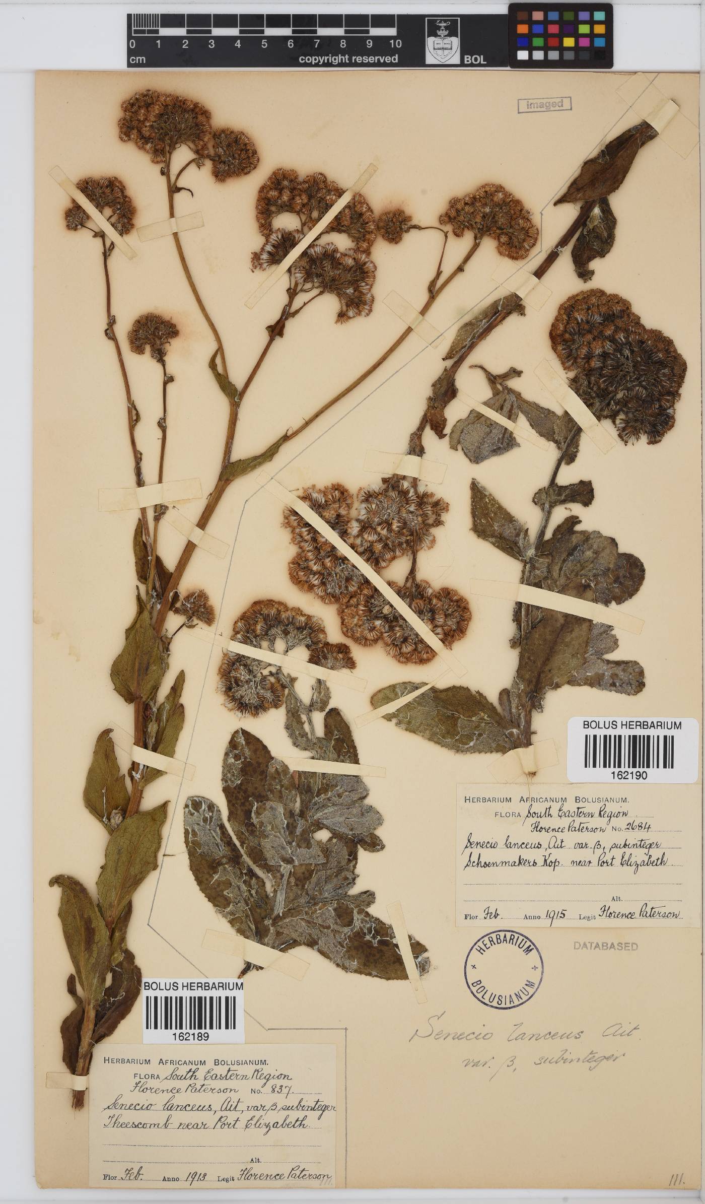 Senecio lanceus image
