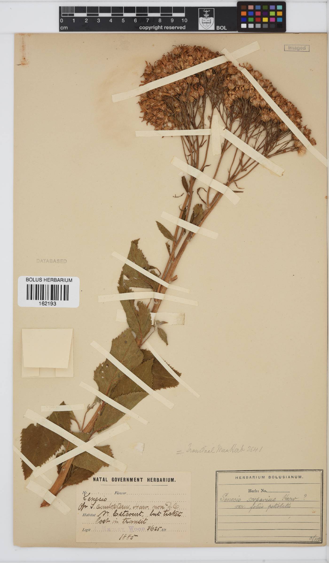 Senecio scoparius image