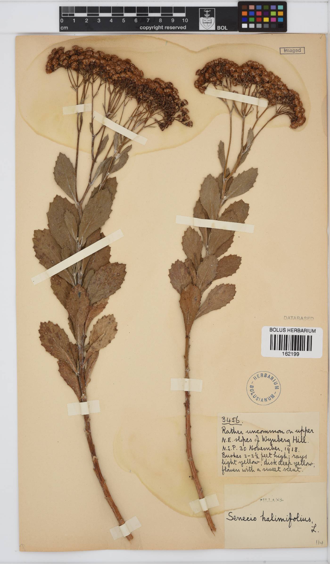 Senecio halimifolius image