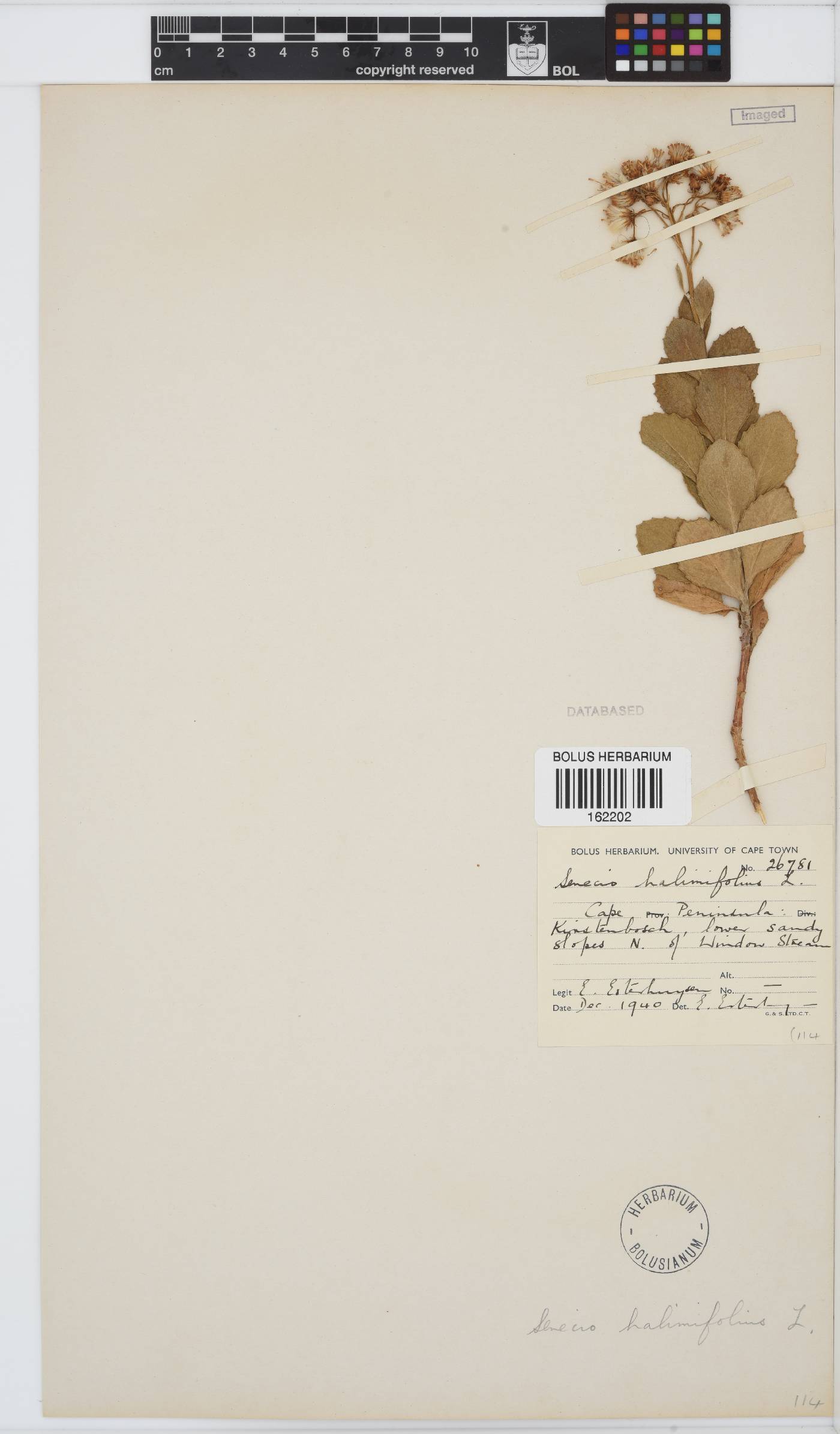 Senecio halimifolius image