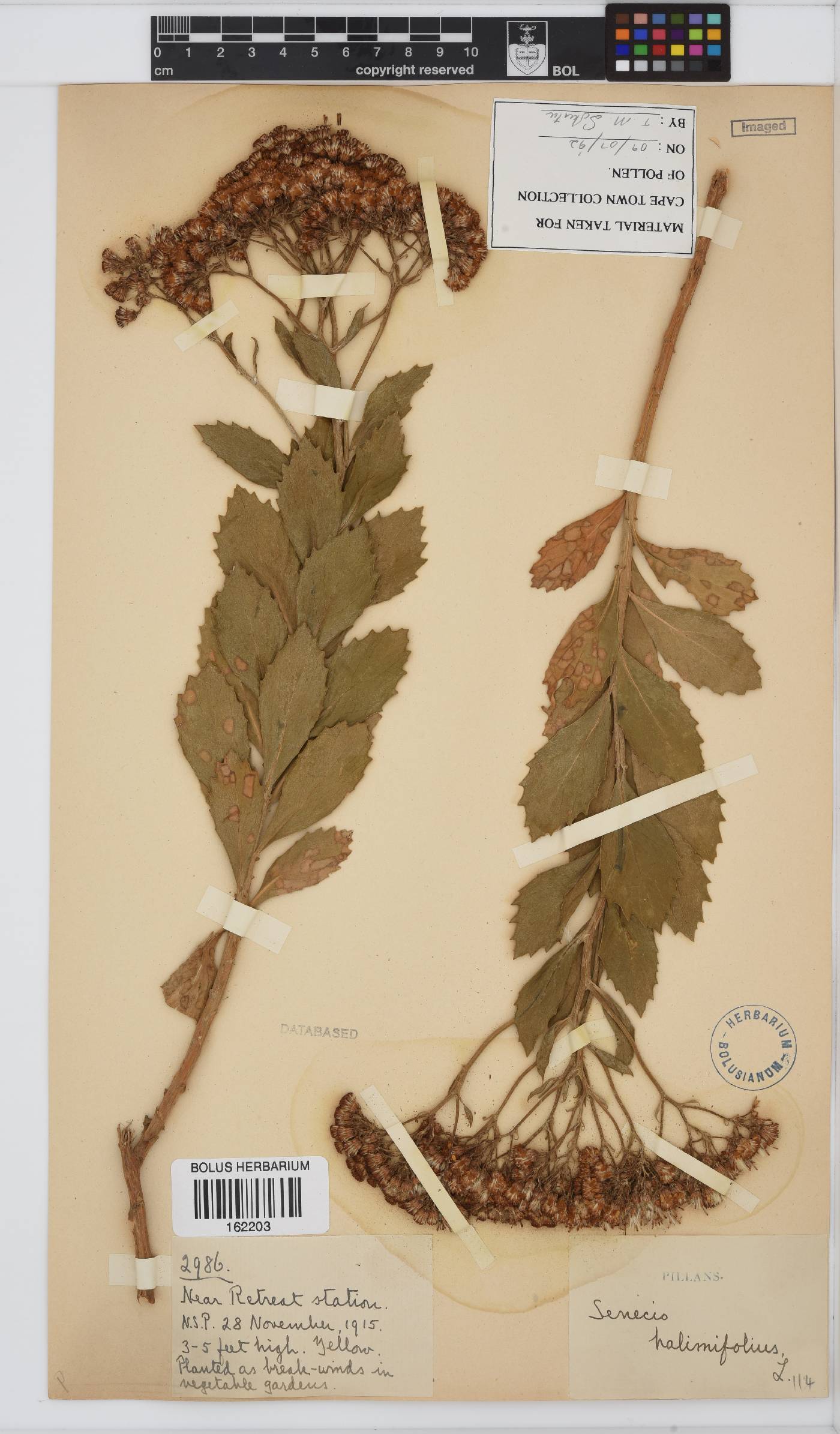 Senecio halimifolius image