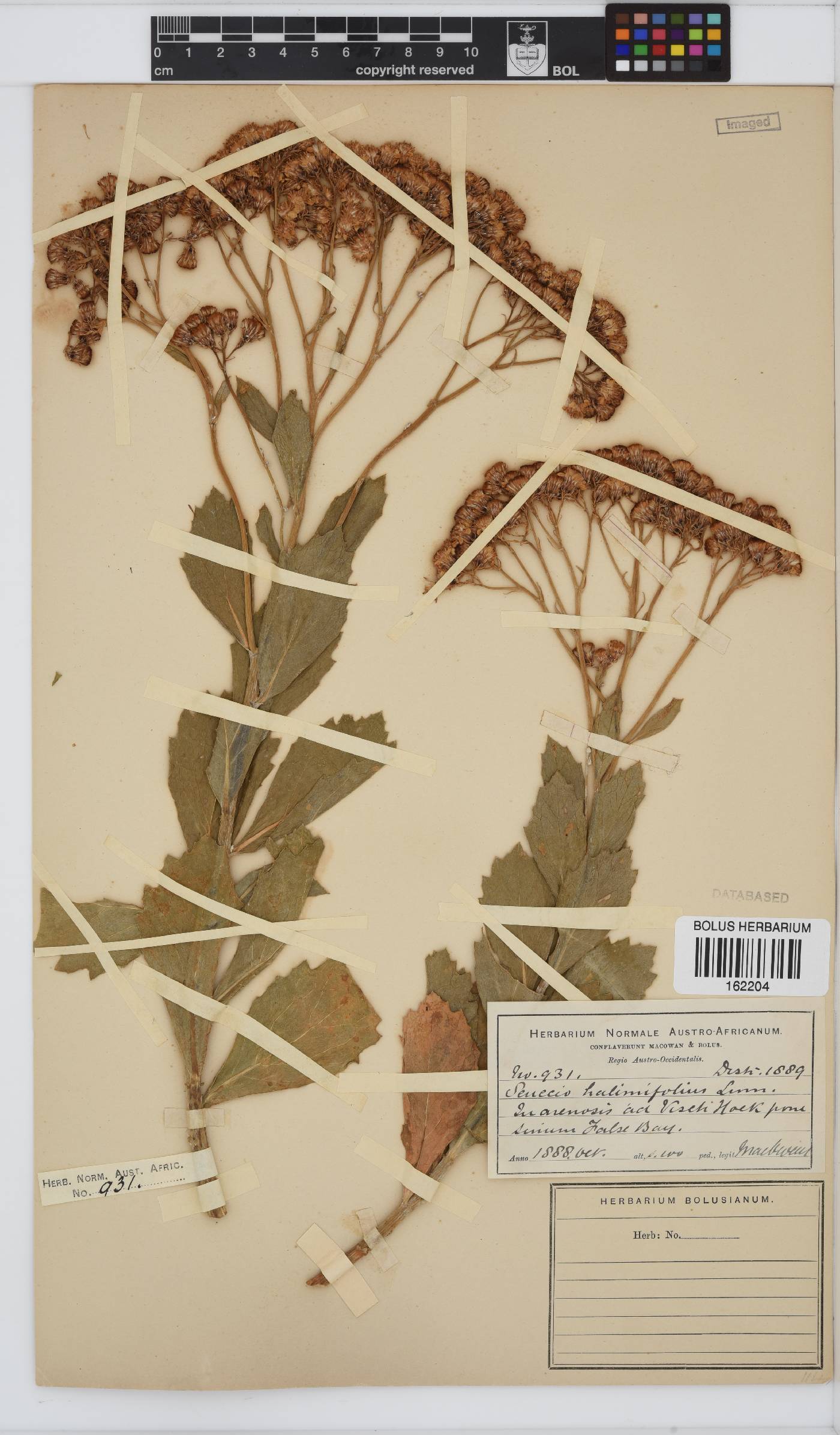 Senecio halimifolius image