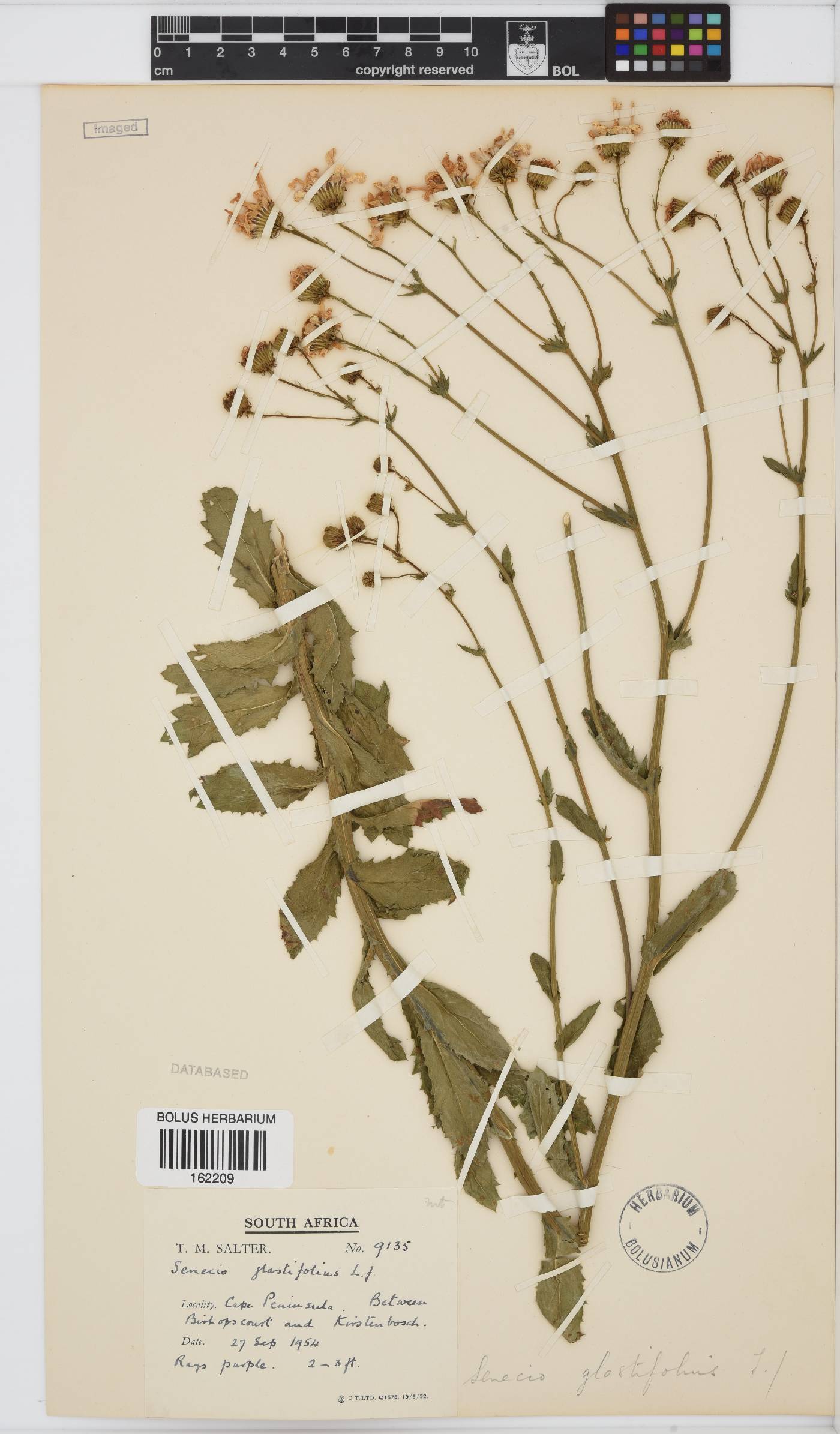 Senecio glastifolius image
