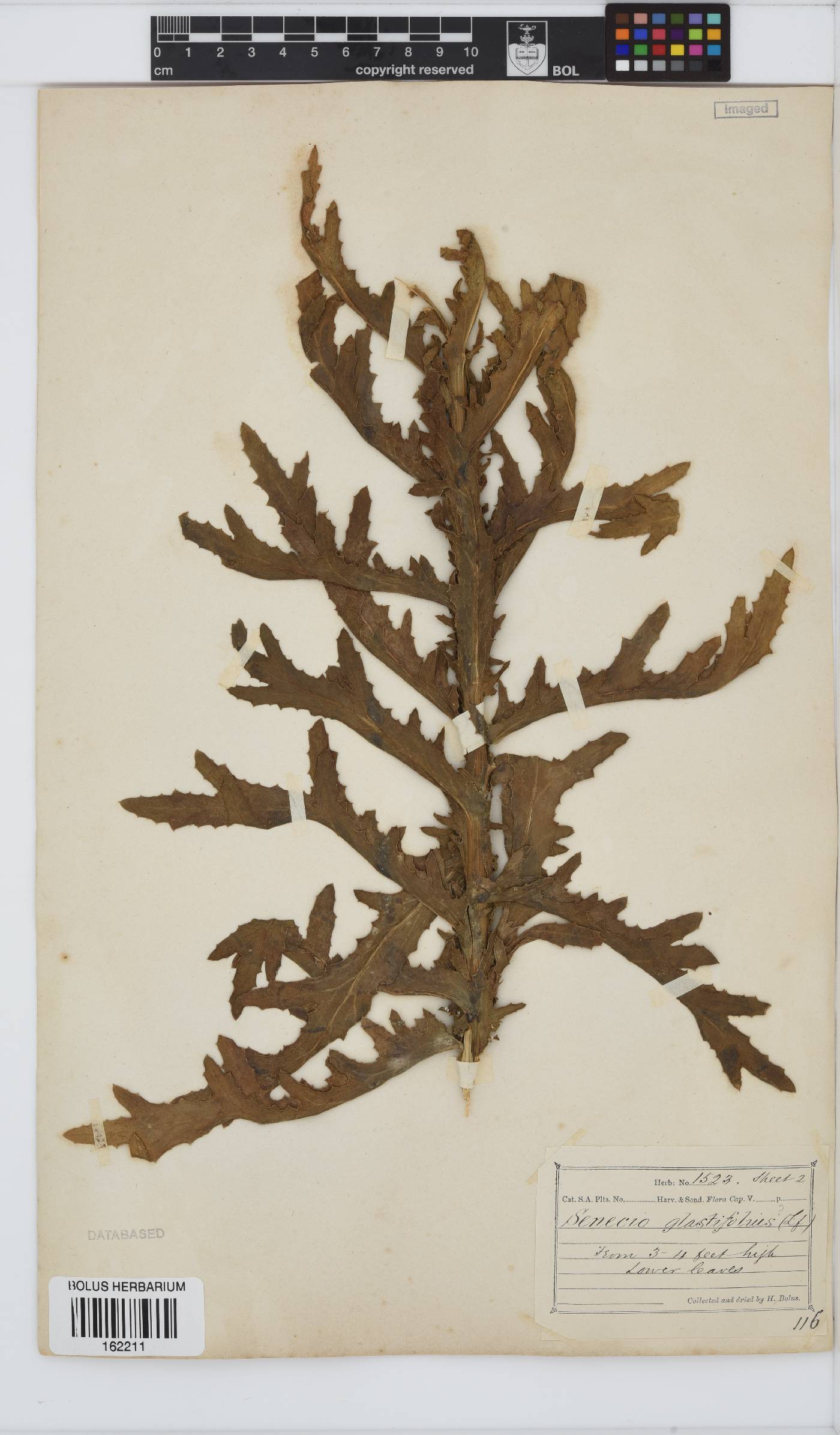 Senecio glastifolius image