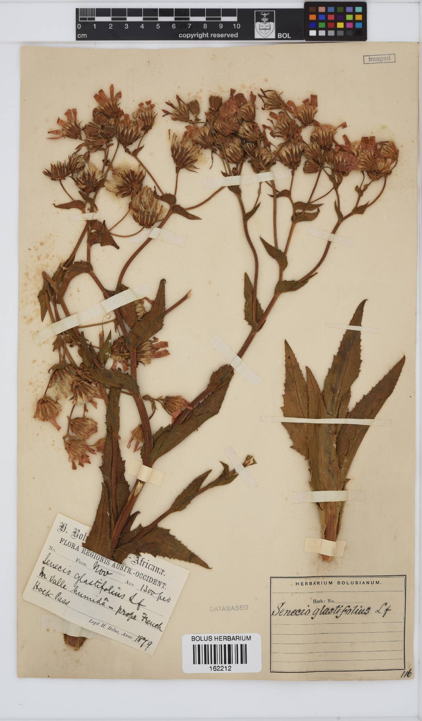 Senecio glastifolius image