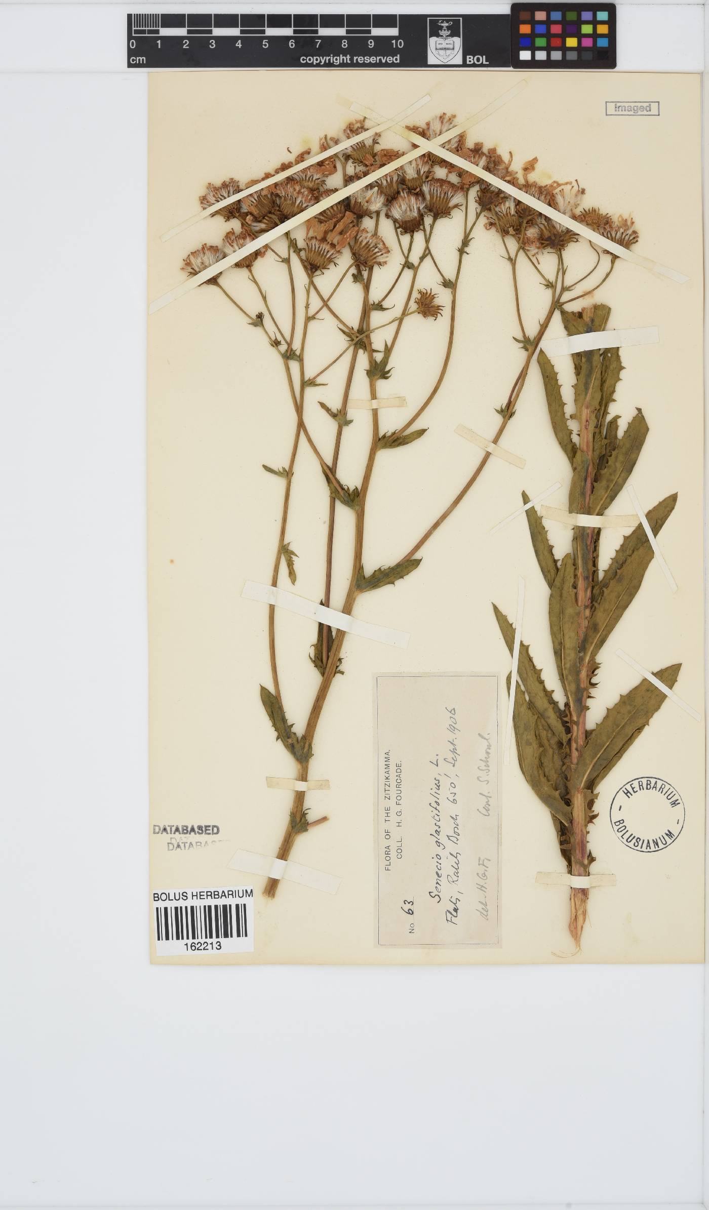 Senecio glastifolius image