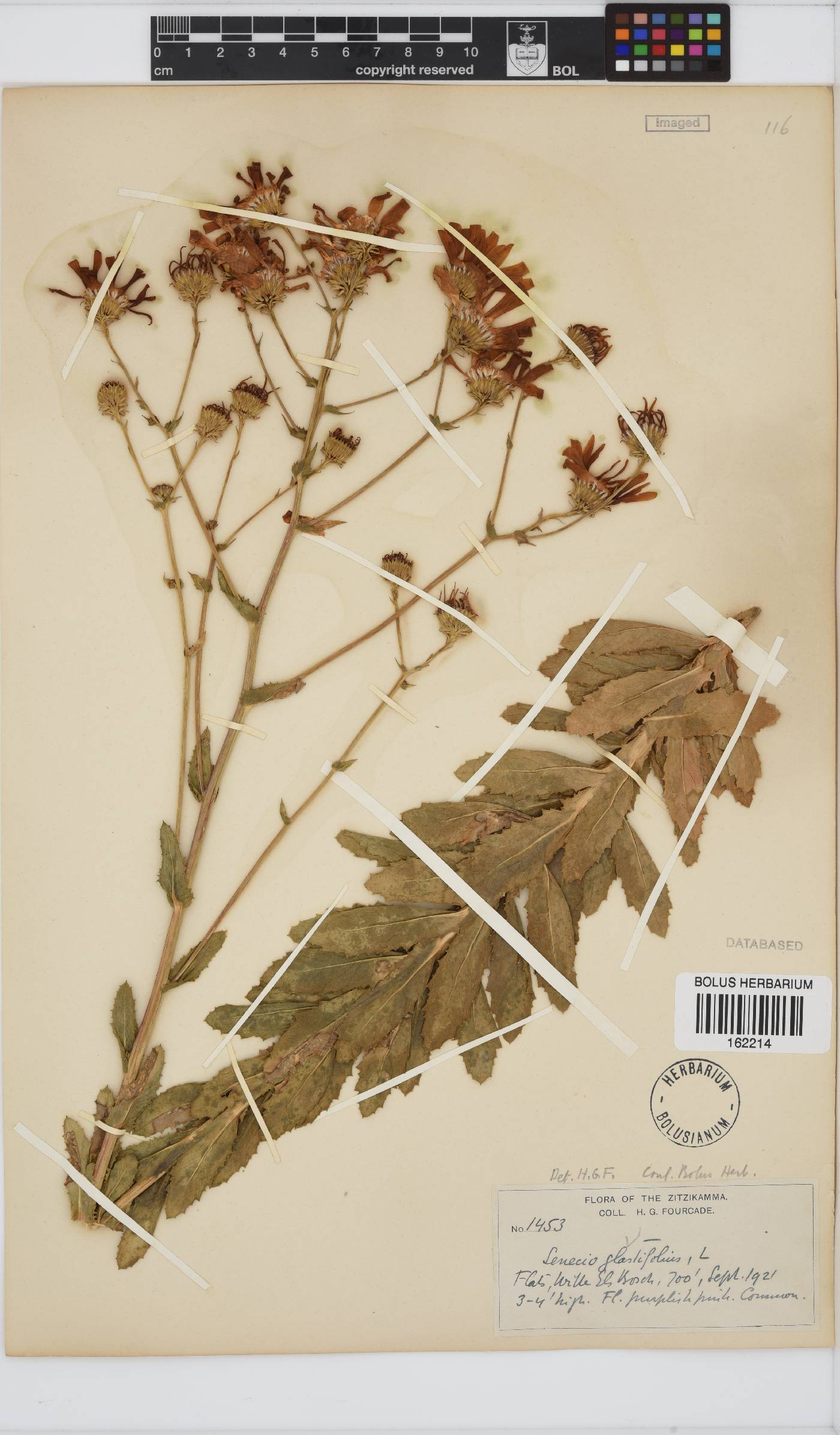 Senecio glastifolius image