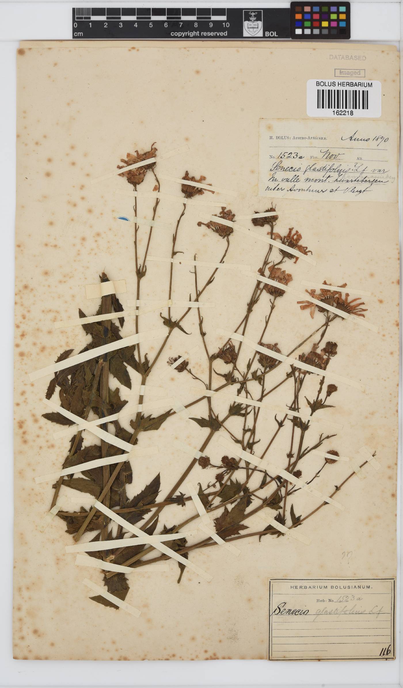 Senecio glastifolius image