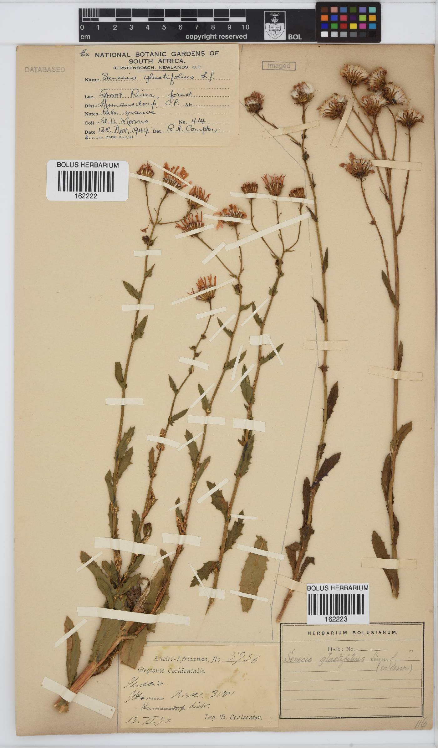 Senecio glastifolius image
