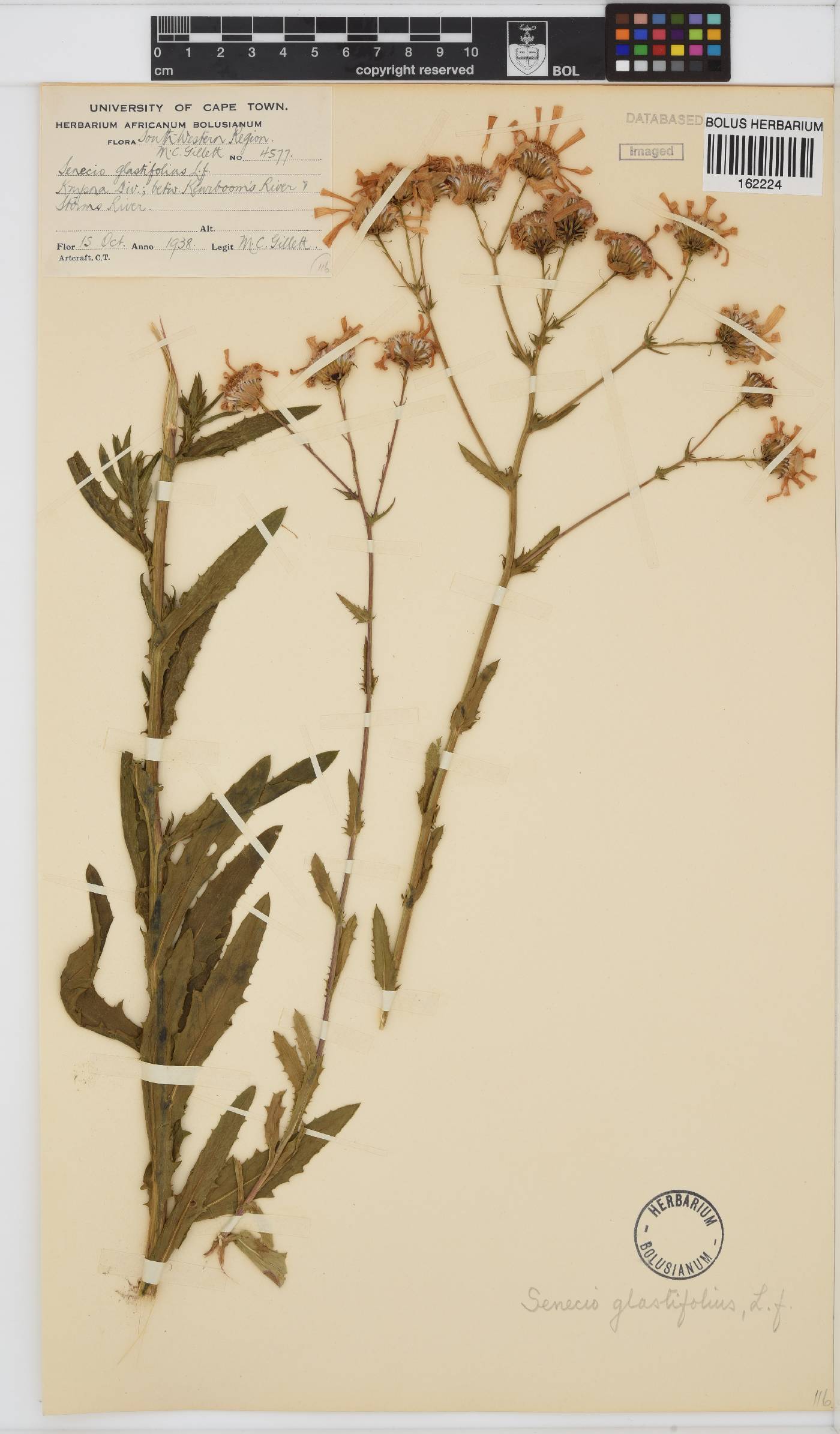 Senecio glastifolius image