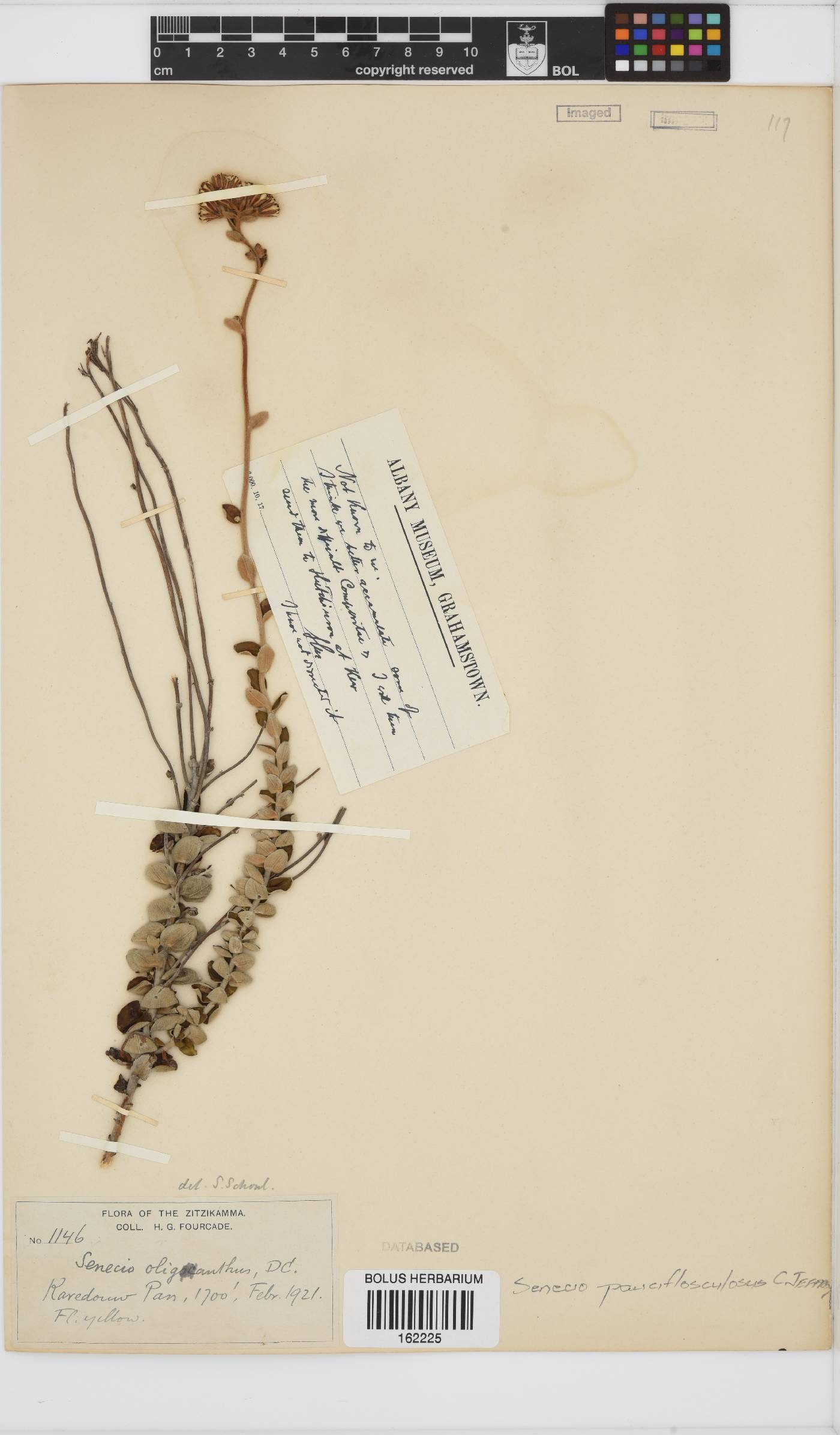 Senecio pauciflosculosus image