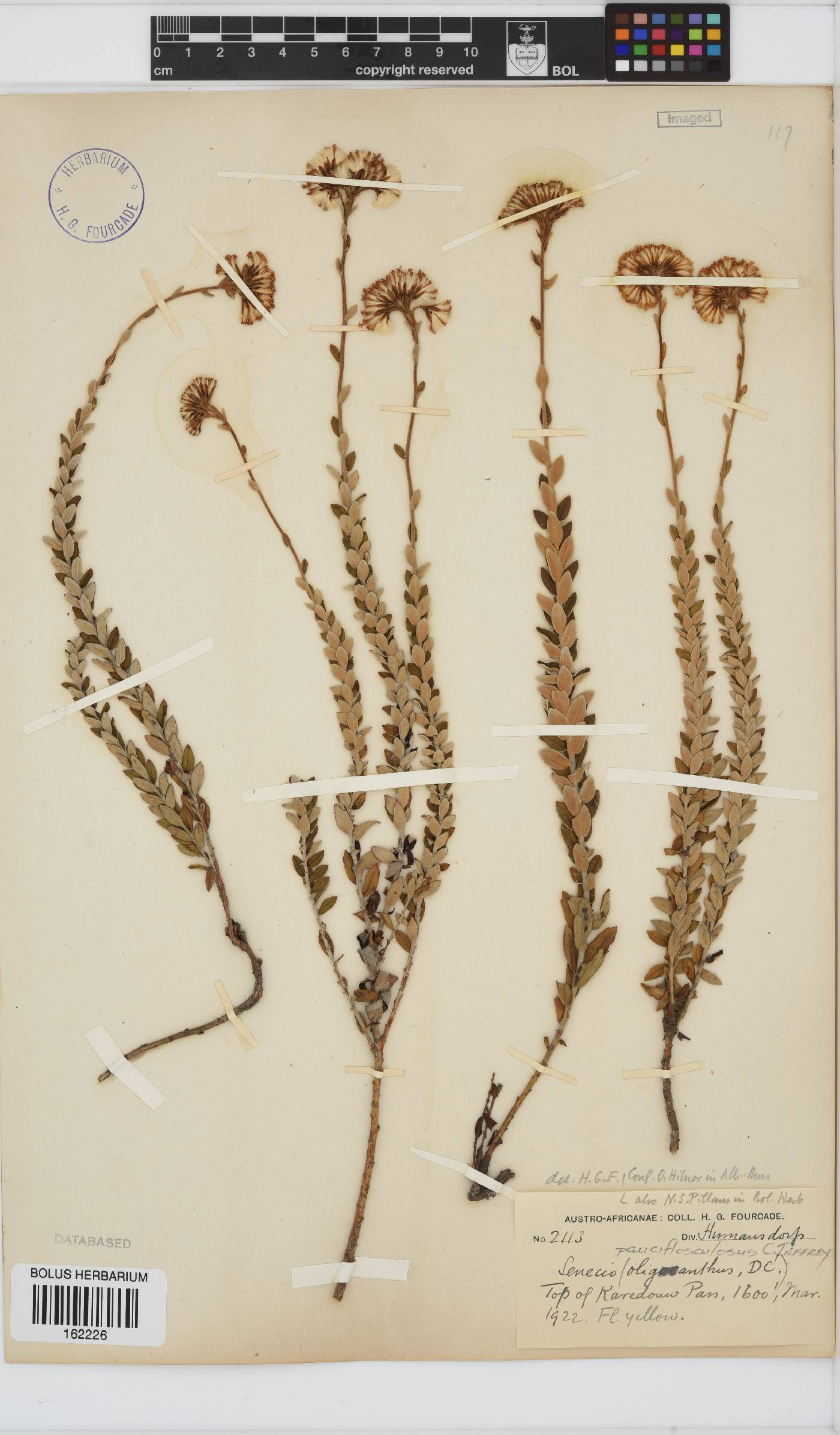 Senecio pauciflosculosus image