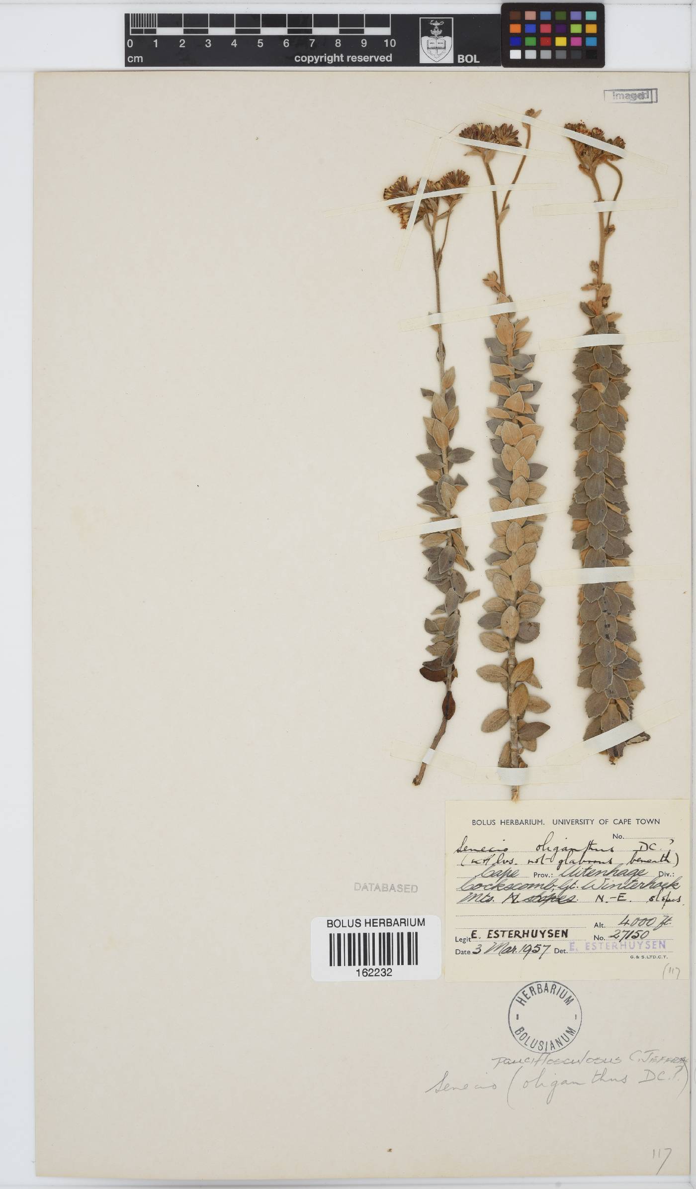 Senecio pauciflosculosus image