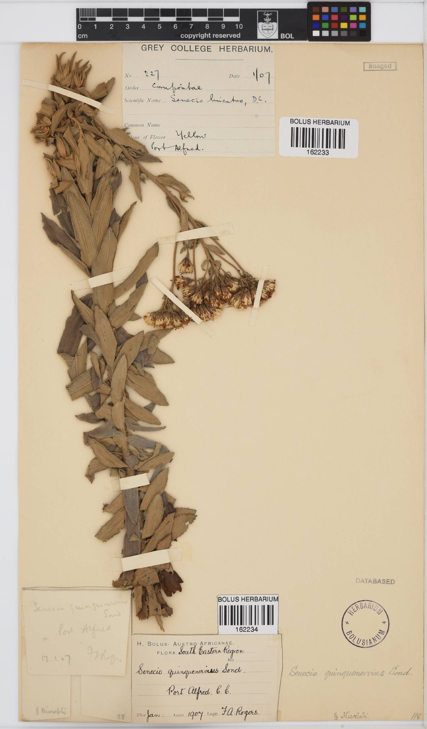 Senecio quinquenervius image