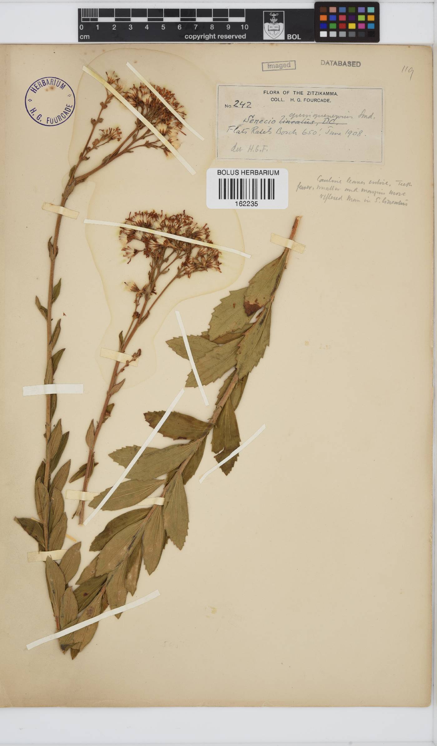 Senecio quinquenervius image