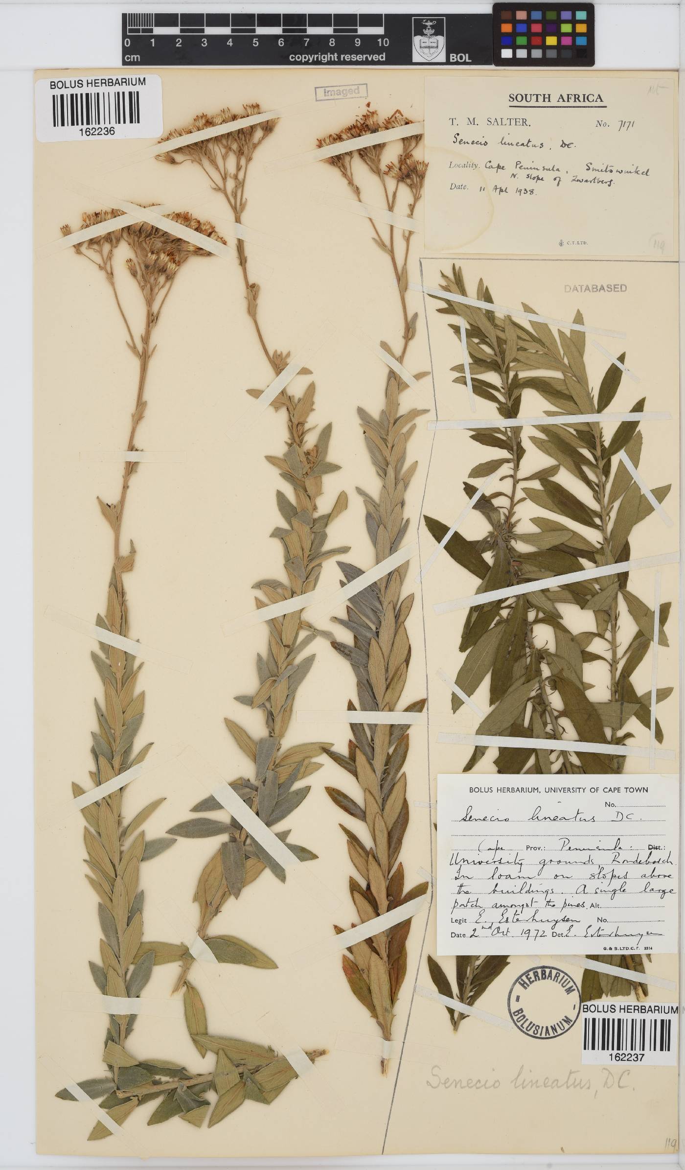Senecio lineatus image