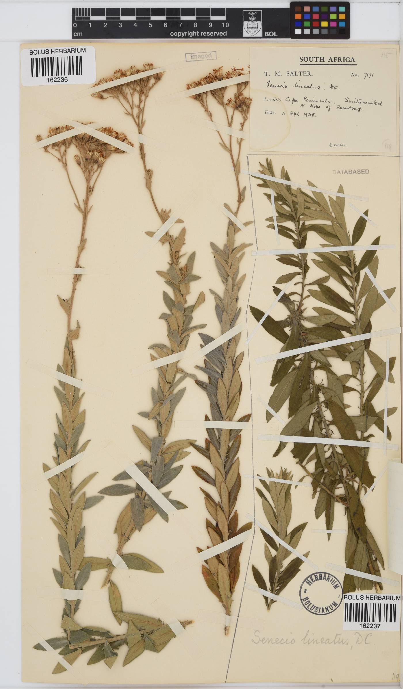 Senecio lineatus image