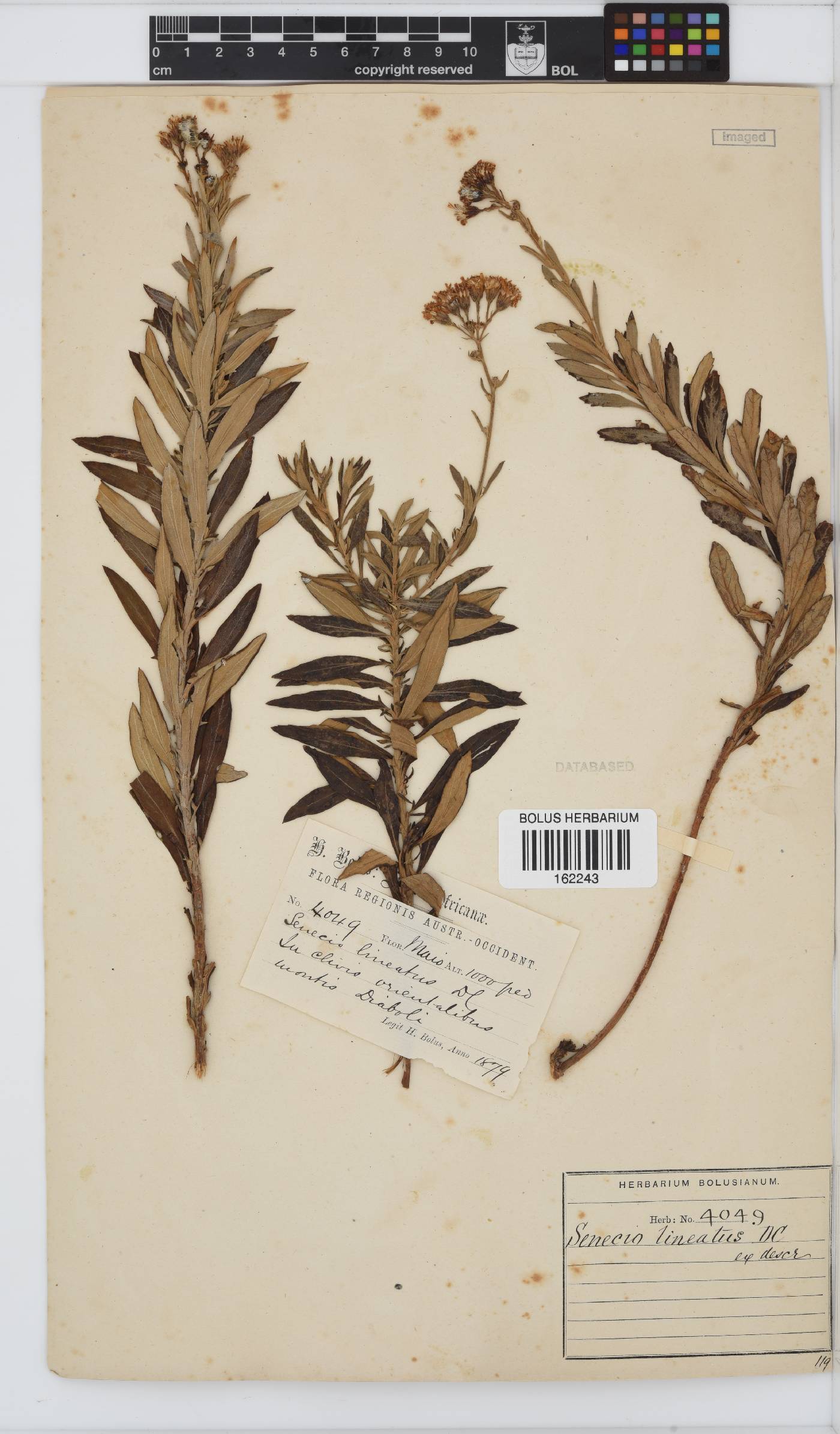 Senecio lineatus image