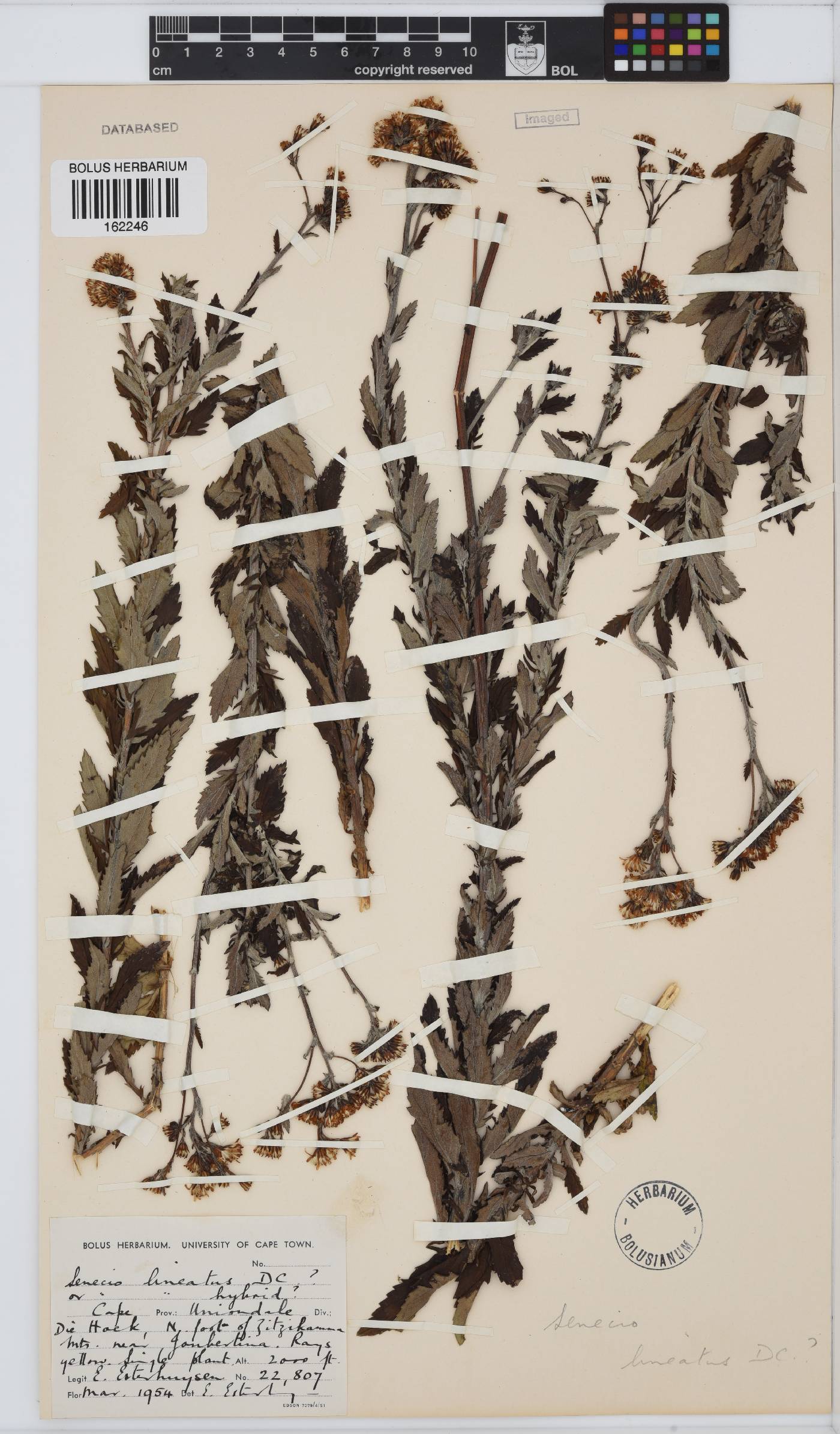 Senecio lineatus image